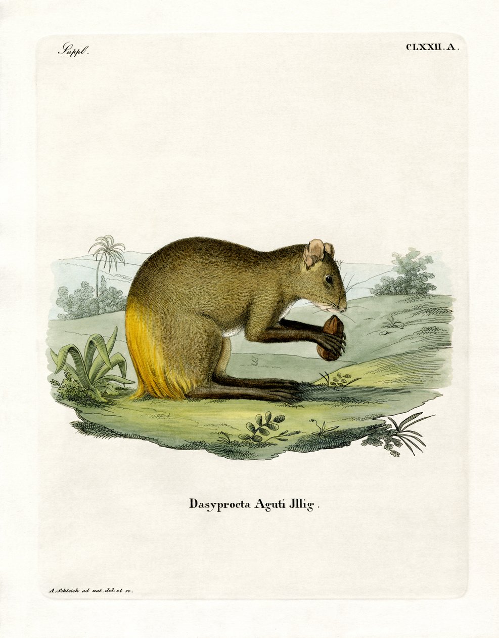 Agouti (färgad gravyr) av German School
