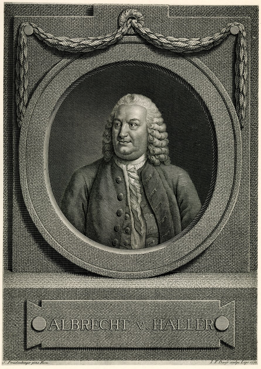 Albert von Haller av German School