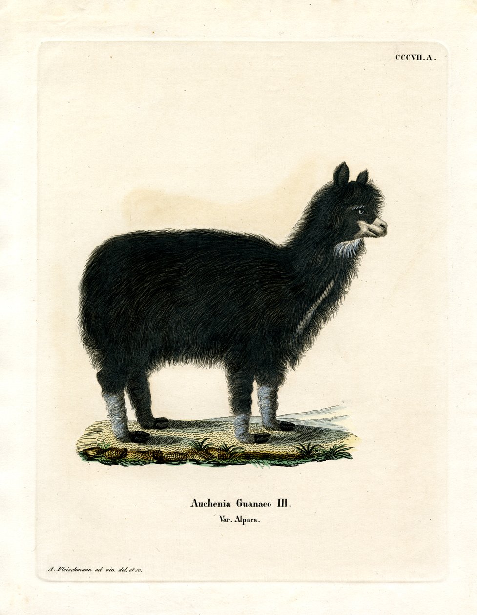 Alpaca (färgad gravyr) av German School