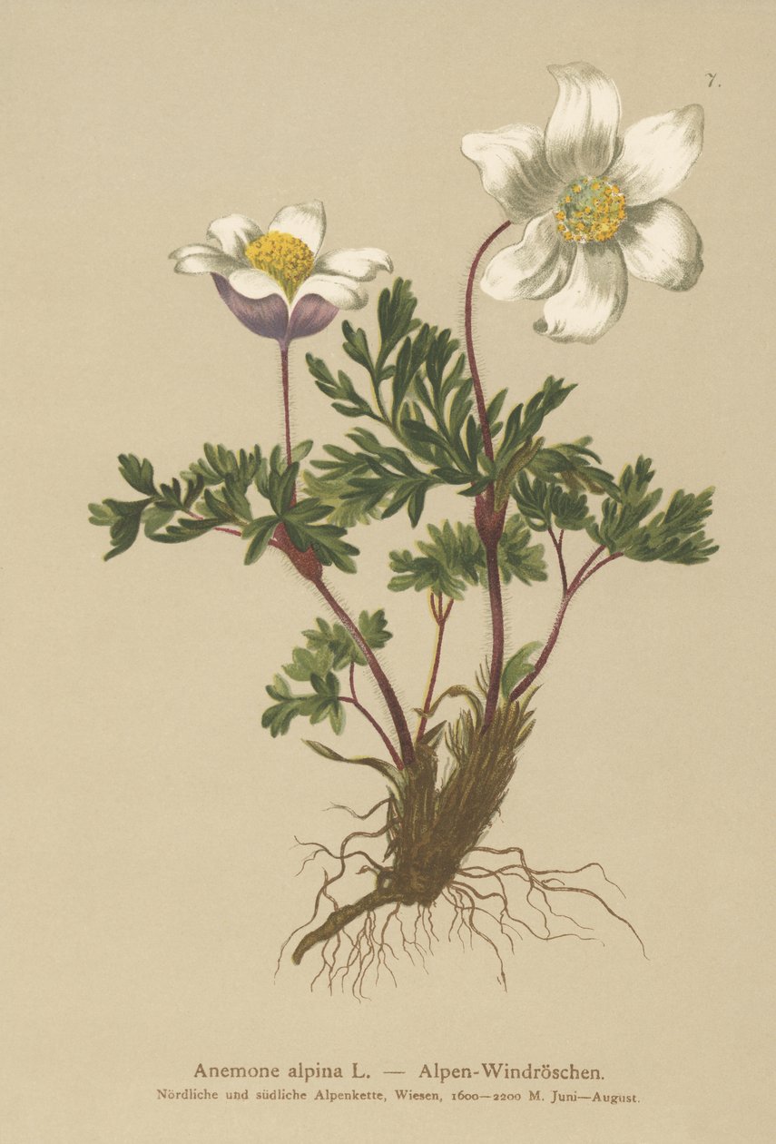 Alpin anemone (Anemone alpina, Pulsatilla alpina) av German School
