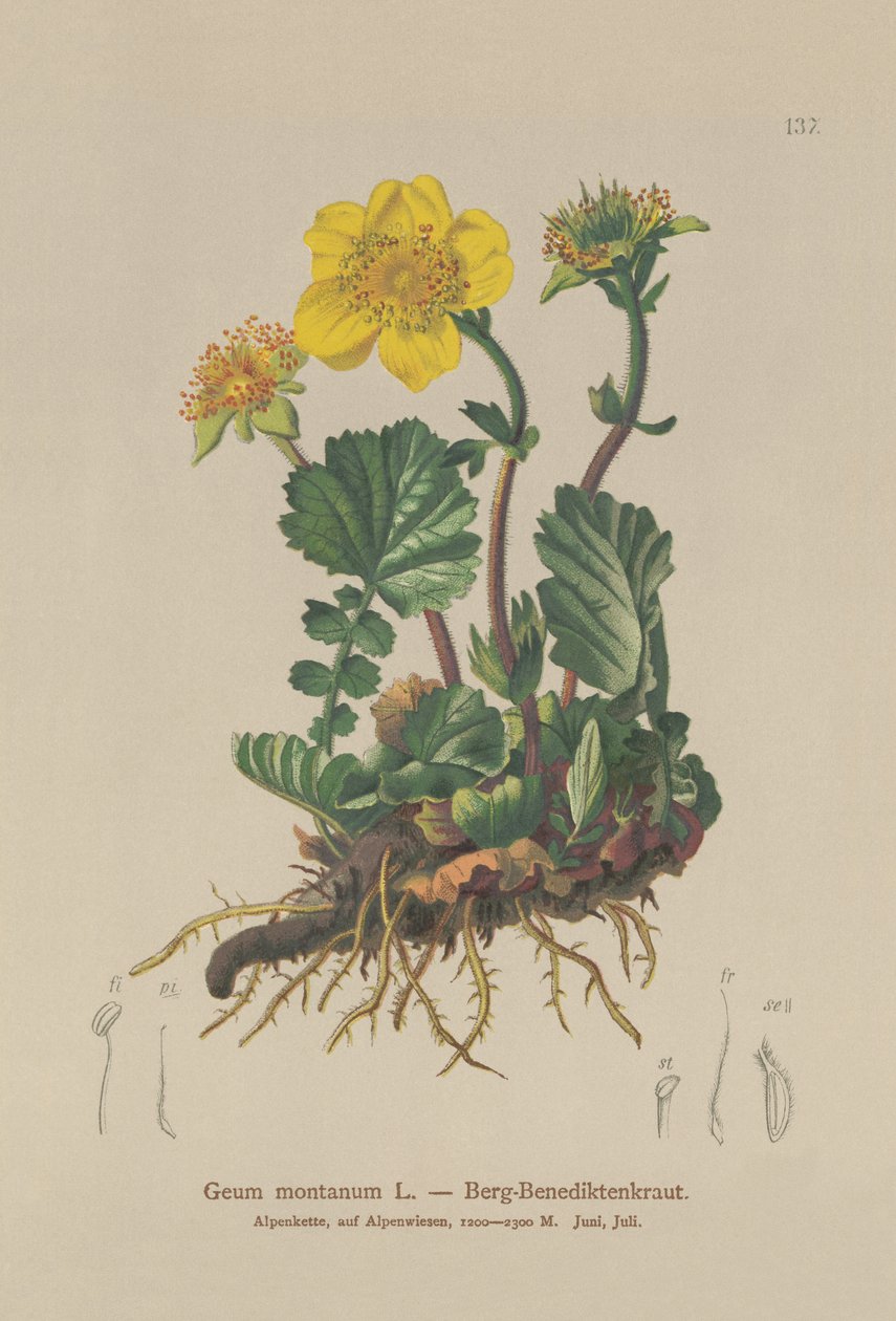 Alpine Avens (Geum montanum) av German School