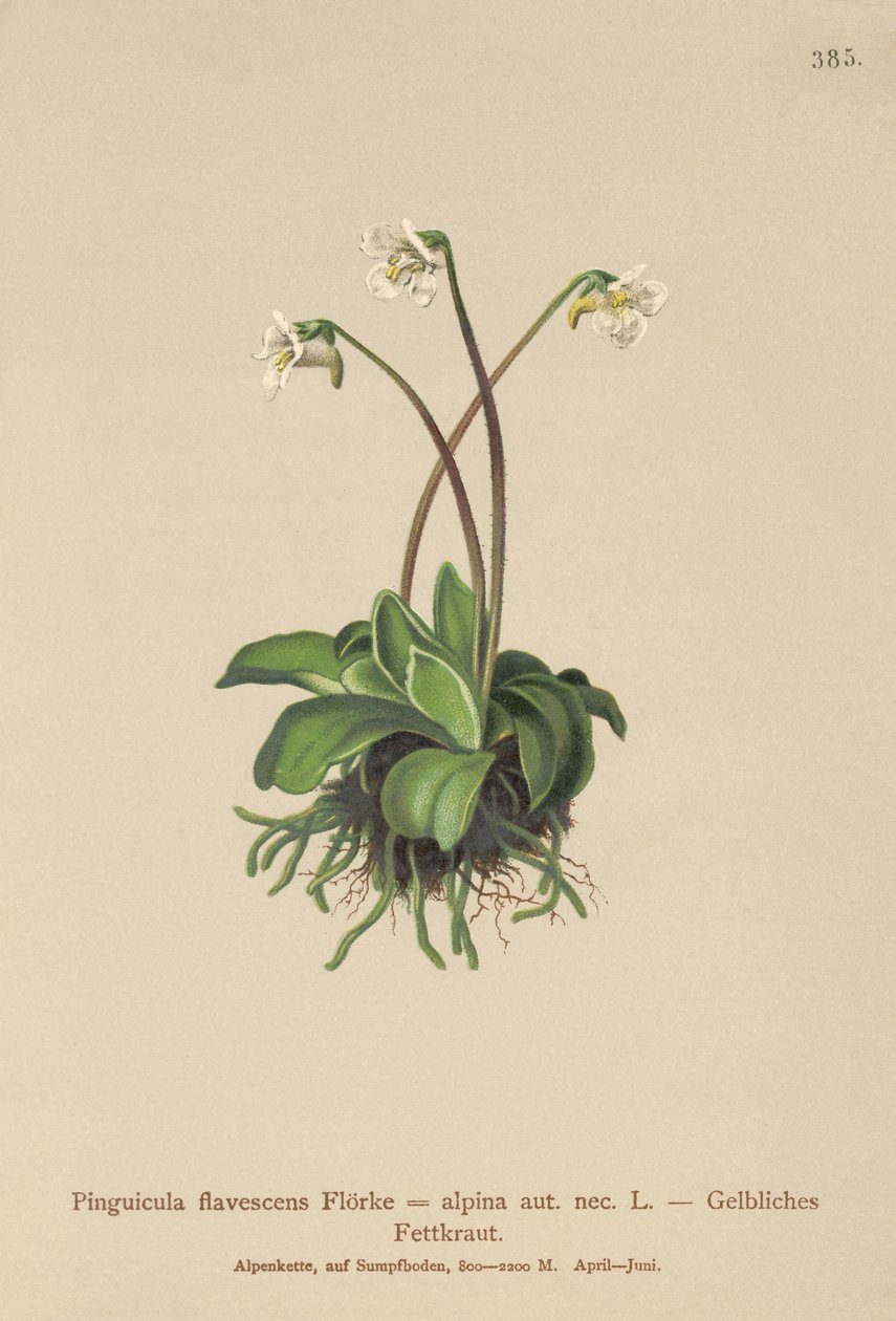 Alpin smörört (Pinguicula flavescens, Pinguicula alpina) av German School