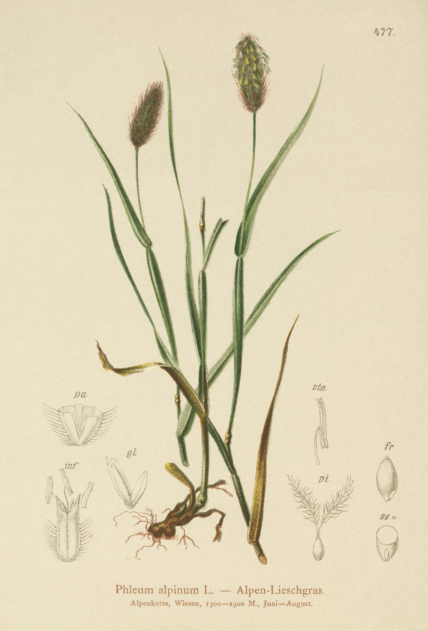 Alpine Cats-tail (Phleum alpinum) av German School