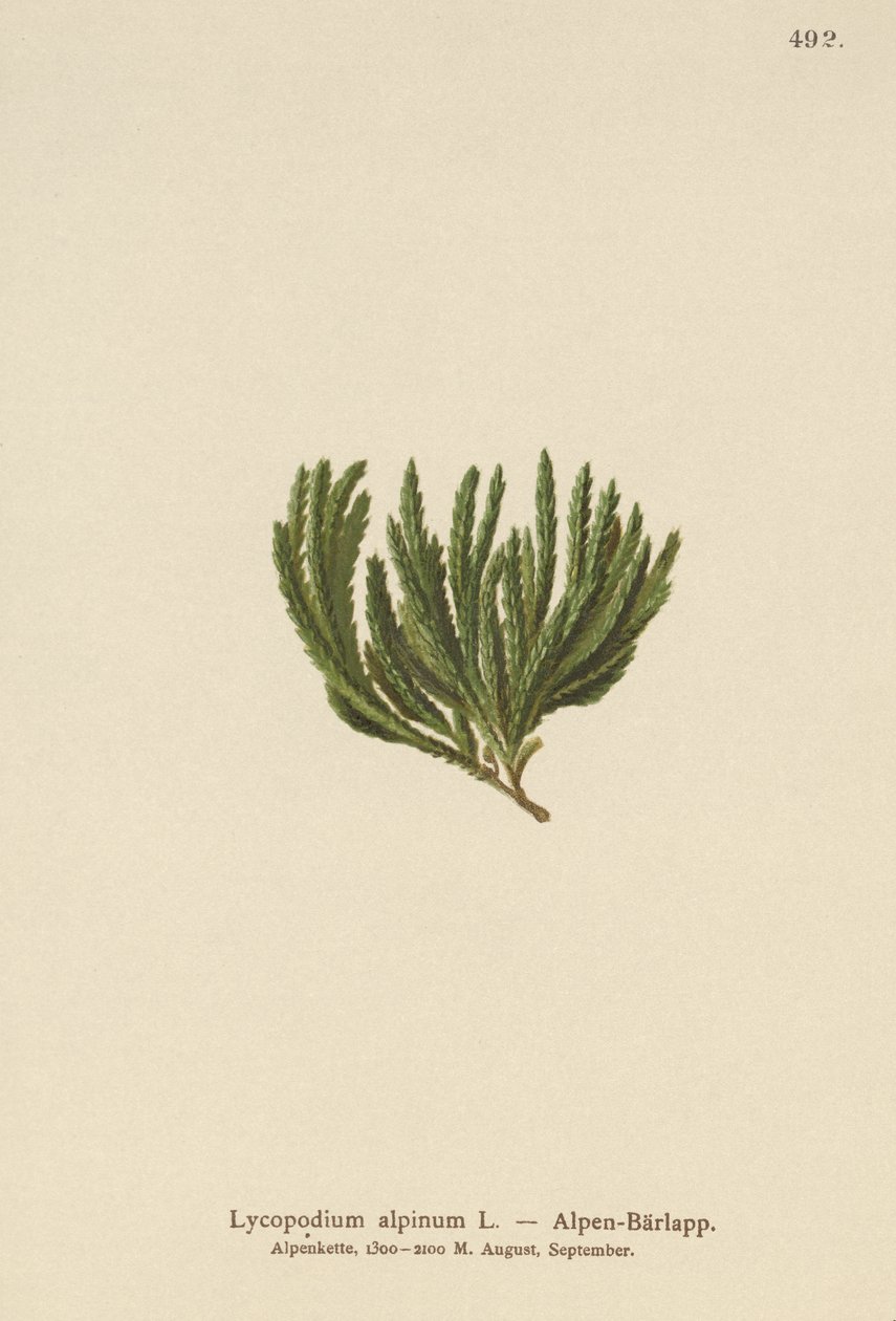 Alpin Clubmoss (Lycopodium alpinum, Diphasiastrum alpinum) av German School