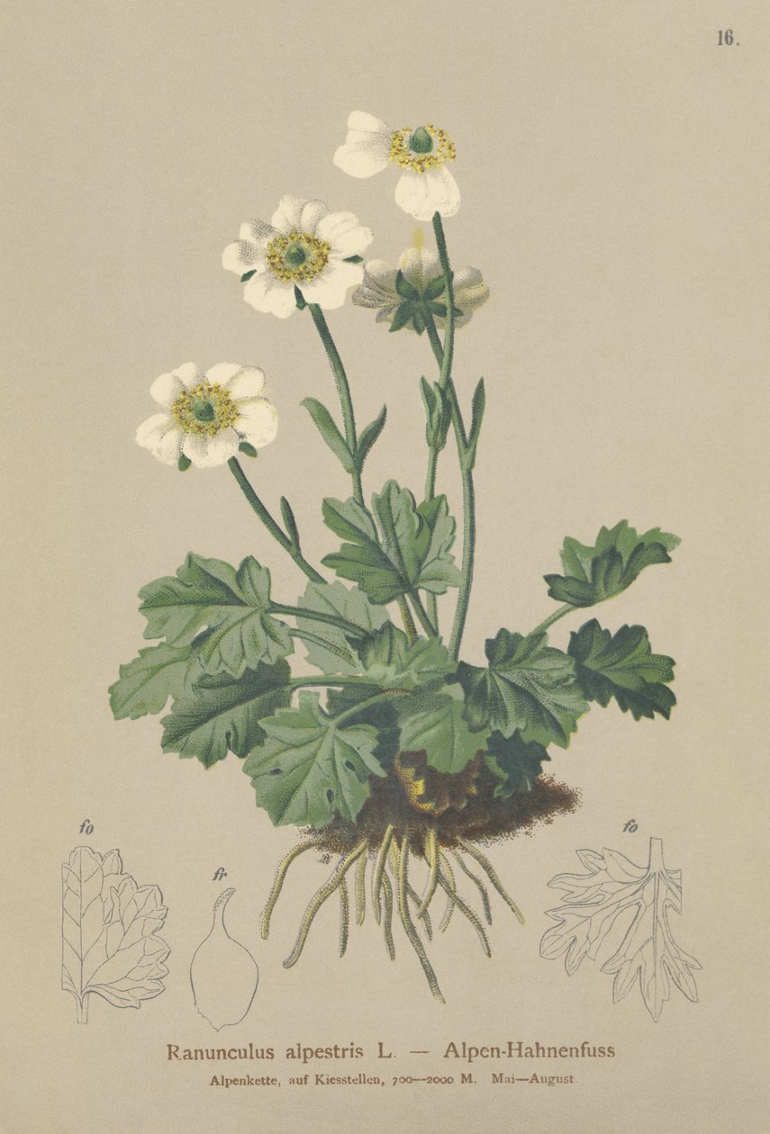 Alpkråkfot (Ranunculus alpestris) av German School