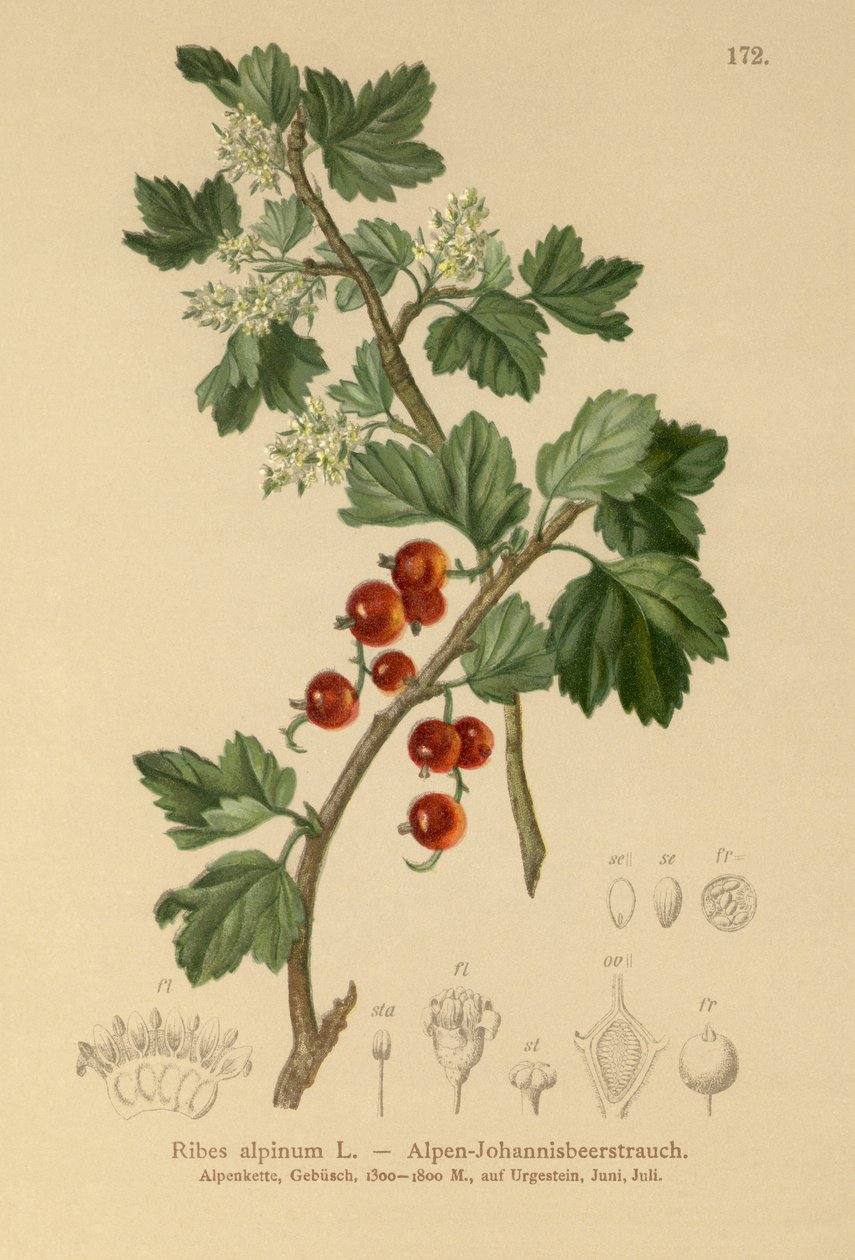 Alpvinbär (Ribes alpinum) av German School
