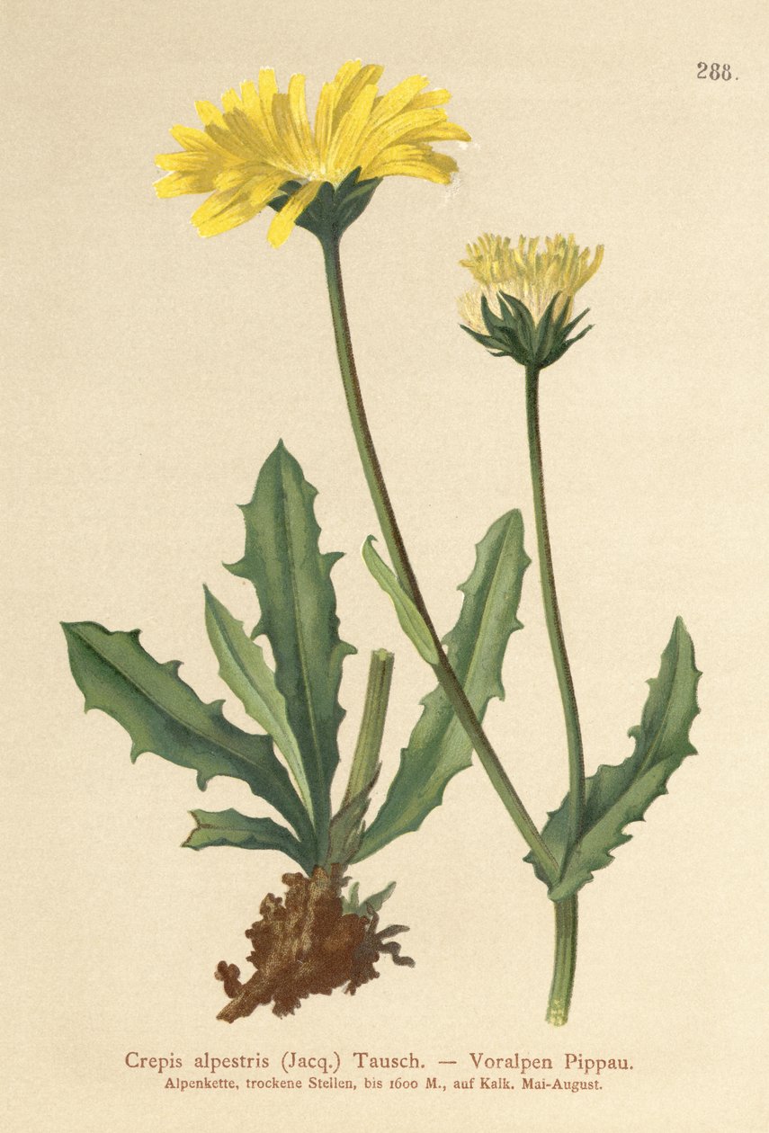 Alpine Hawks Beard (Crepis alpestris) av German School