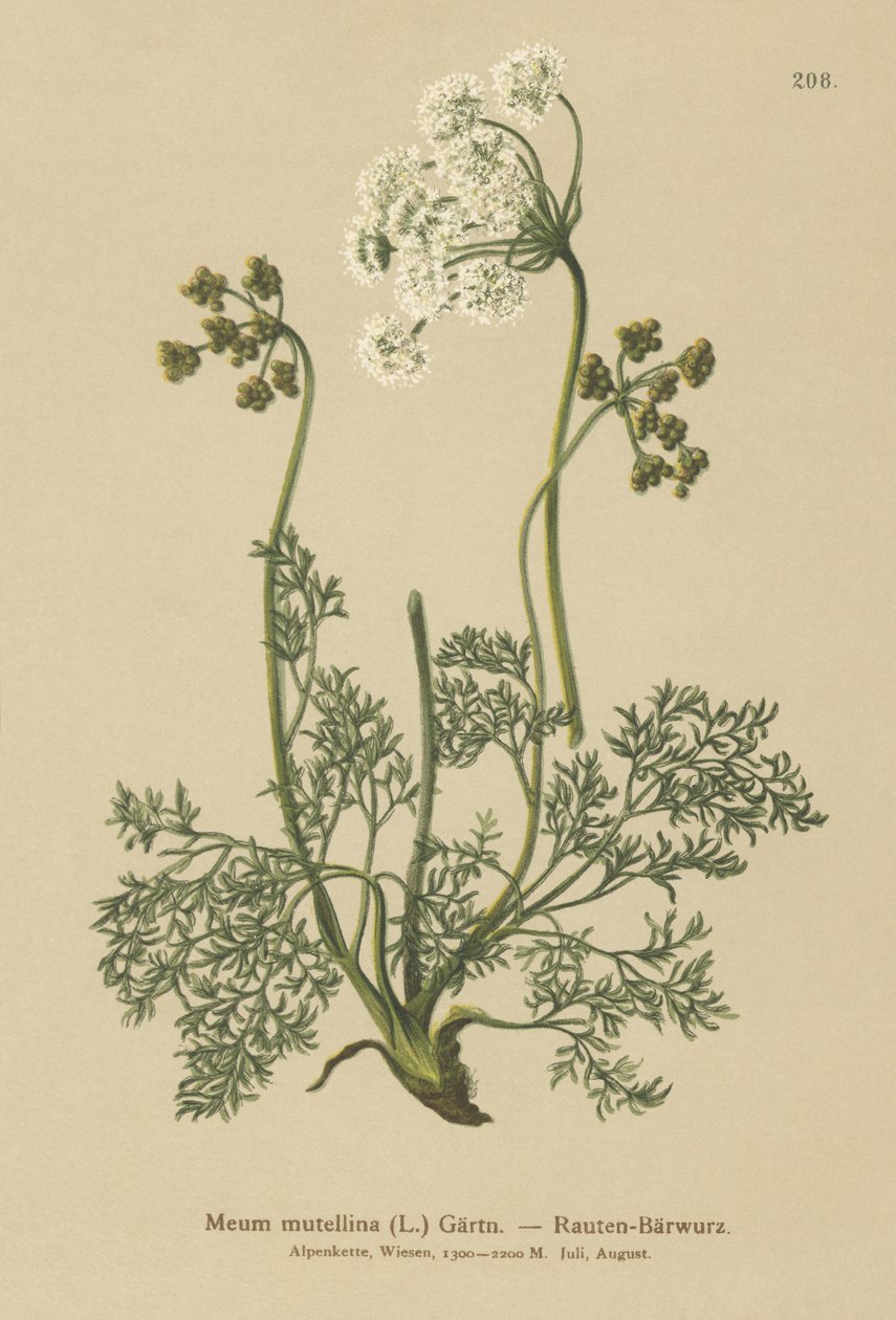Alpin lovage (My mutellina, Ligusticum mutellina) av German School