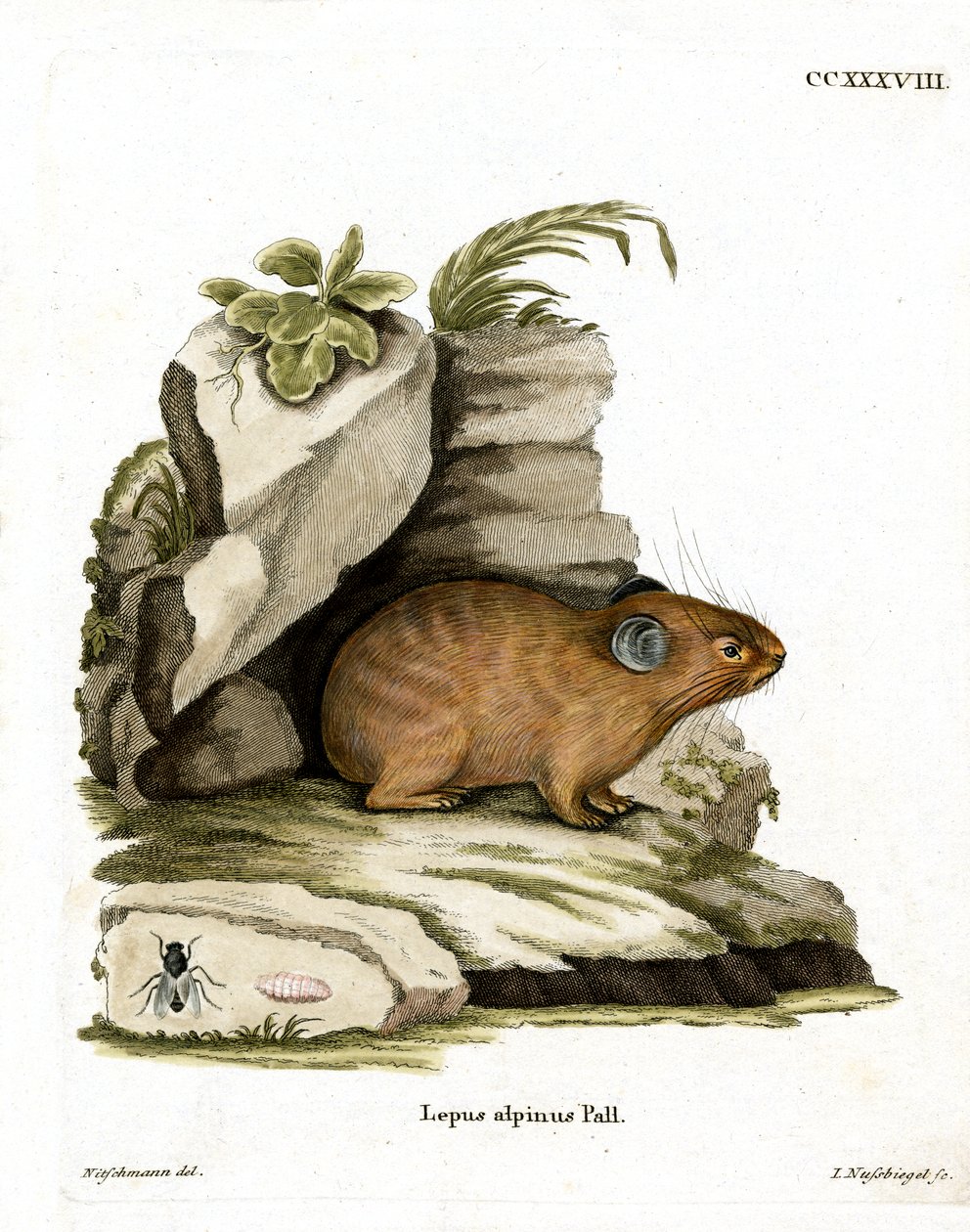 Alpine Pika (färgad gravyr) av German School