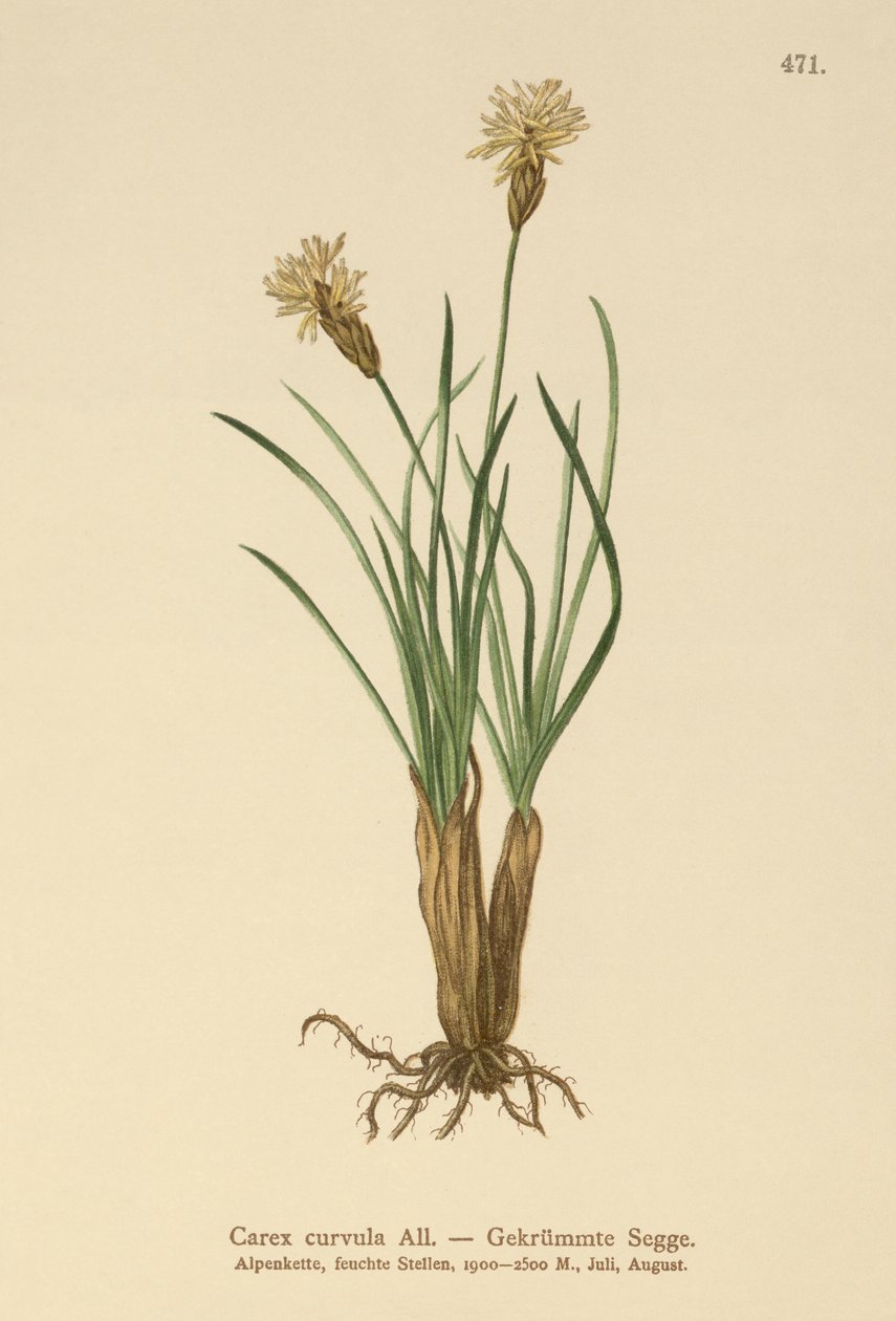 alpstarr (Carex curvula) av German School