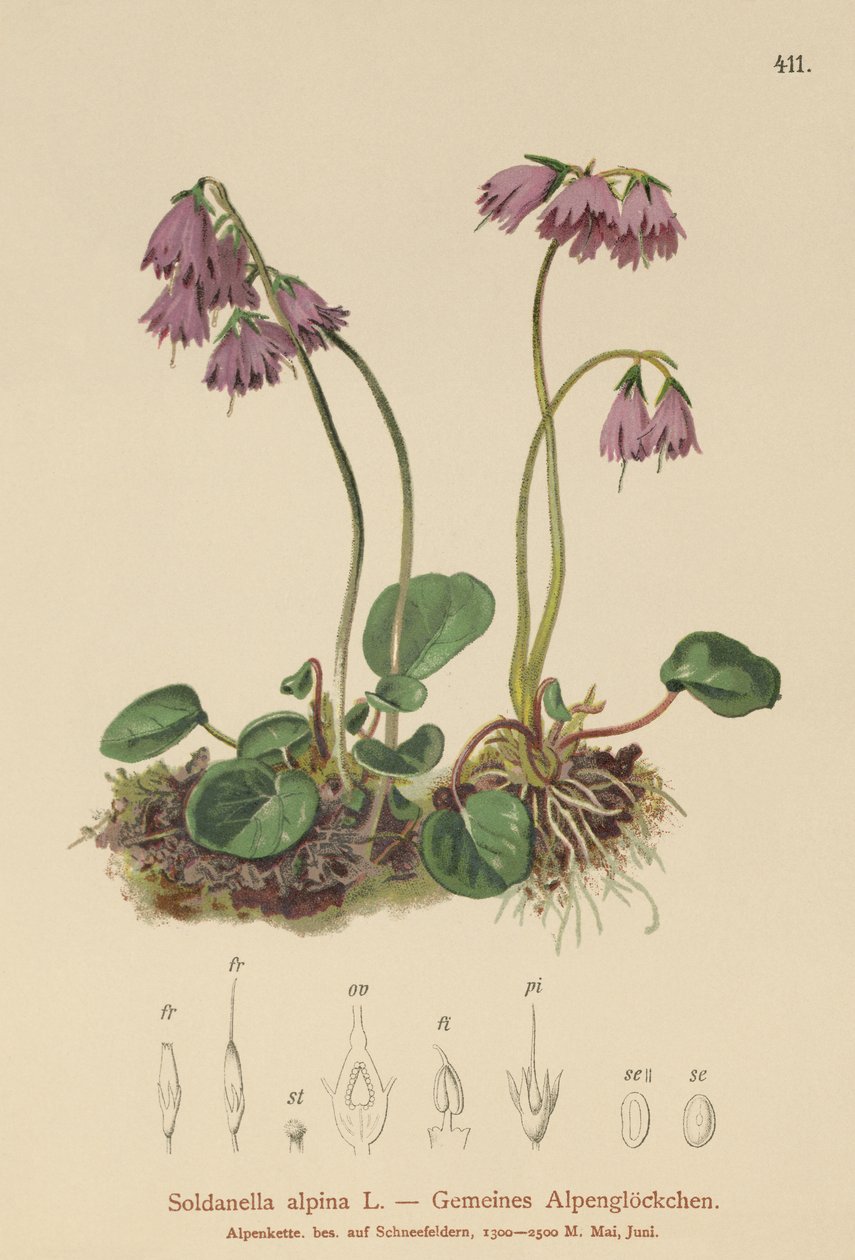 Alpin snöklocka (Soldanella alpina) av German School