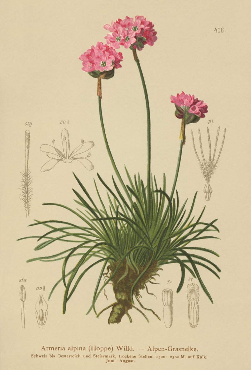 Alpine Thrift (Armeria alpina) av German School