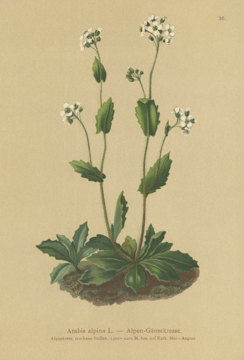 Alpväggkrasse (Arabis alpina) av German School