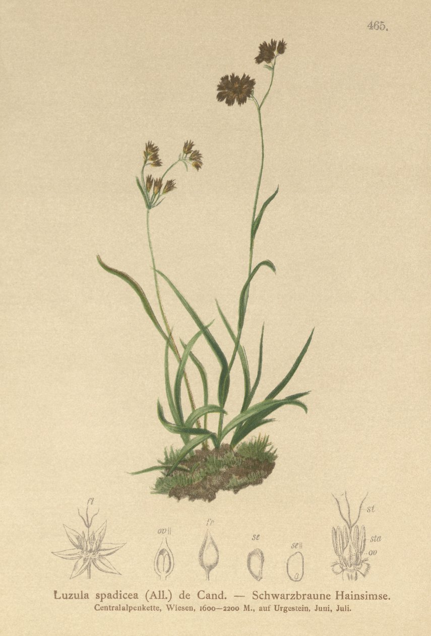 Alpint skogsrus (Luzula alpinopilosa, Luzula spadicea) av German School