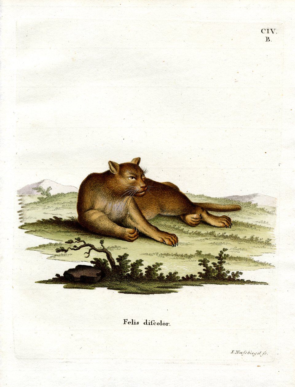 Amazon Cougar (färgad gravyr) av German School