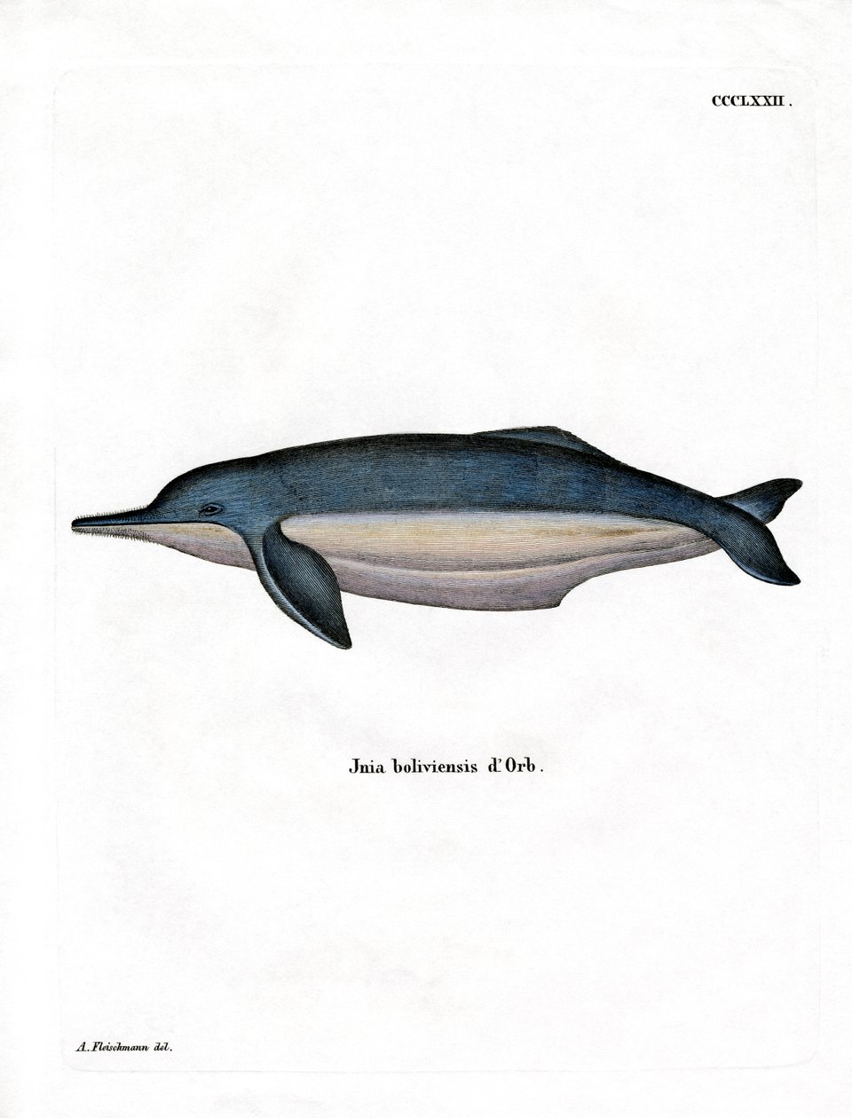 Amazon River Dolphin (färgad gravyr) av German School