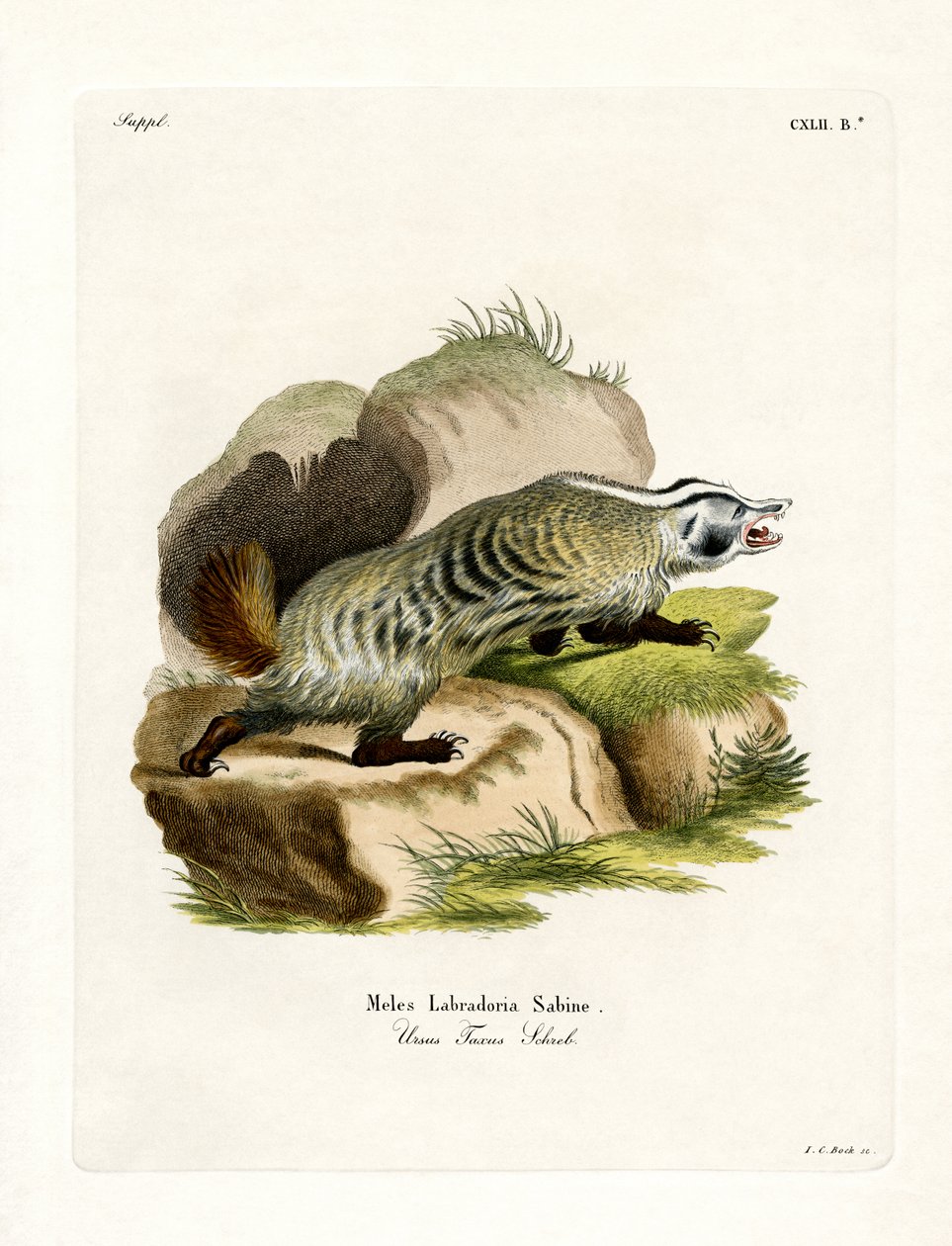 American Badger (färgad gravyr) av German School