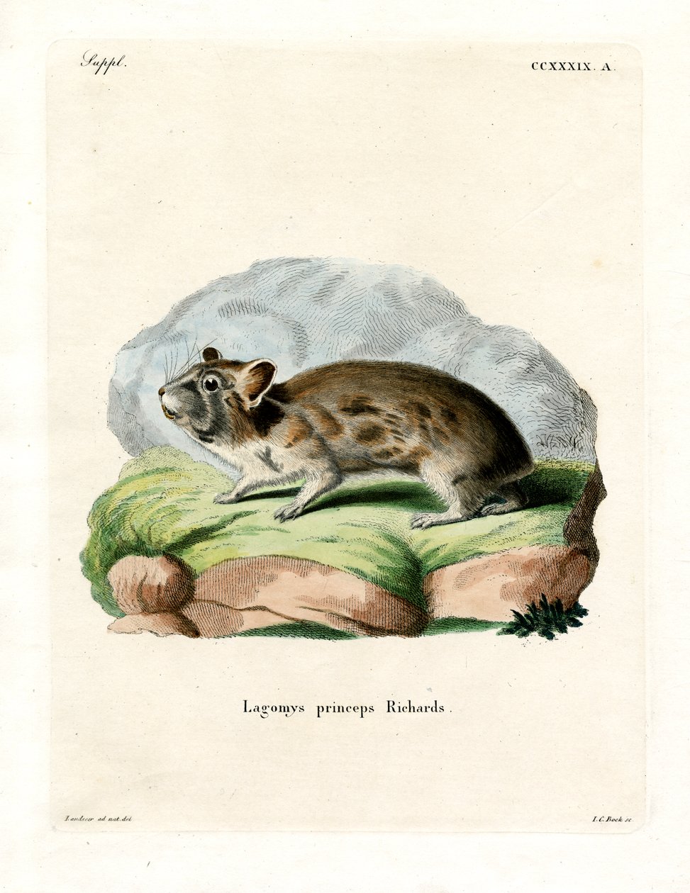 American Pika (färgad gravyr) av German School