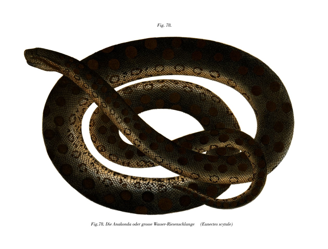 Anaconda (färg litho) av German School