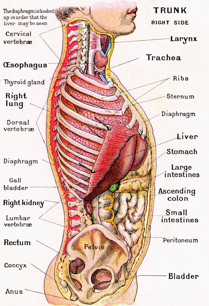 Anatomisk syn på den mänskliga överkroppen av German School