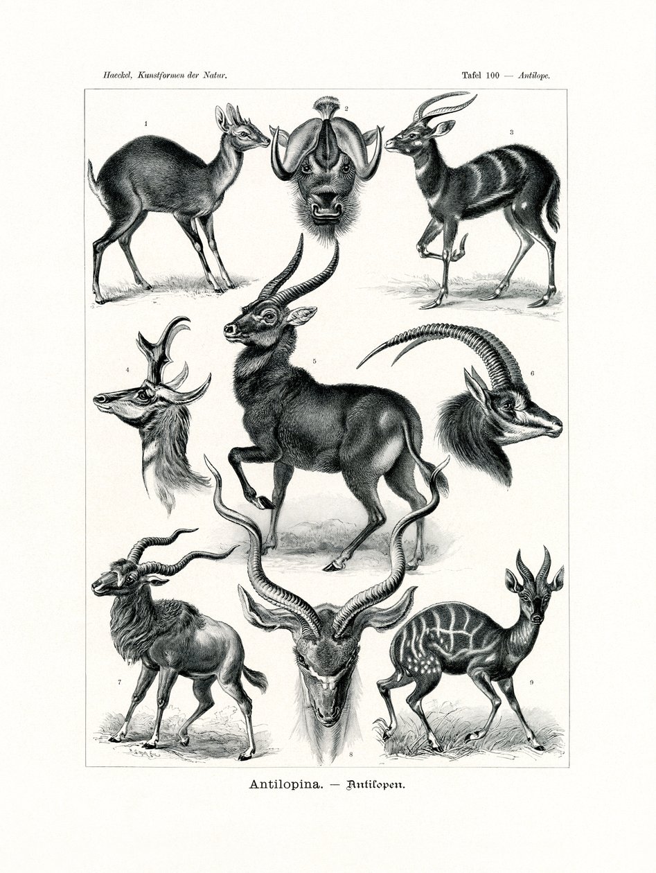 Antilopine, 1899-1904 av German School