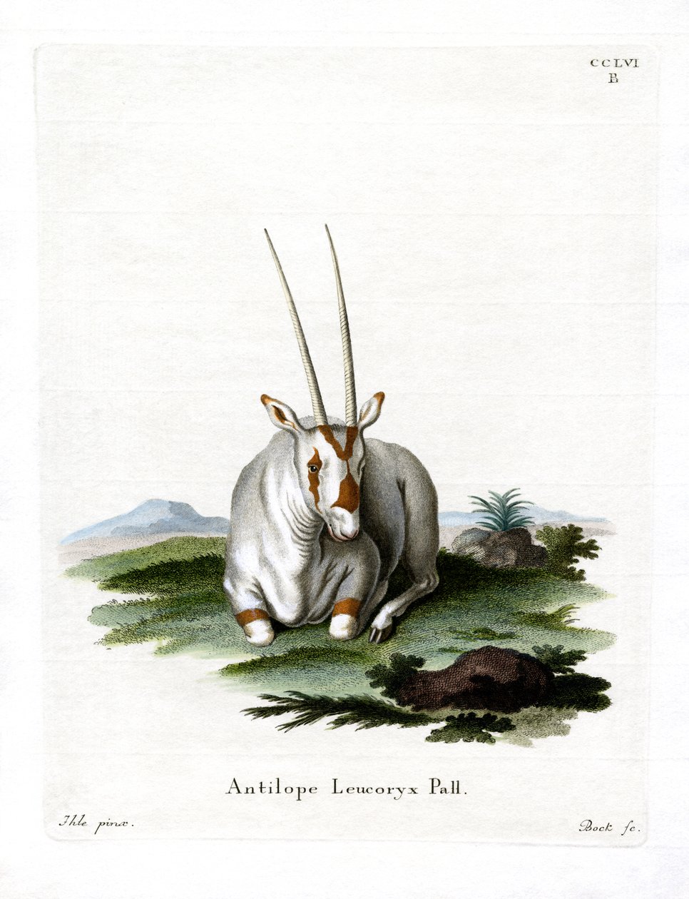 Arabian Oryx (färgad gravyr) av German School