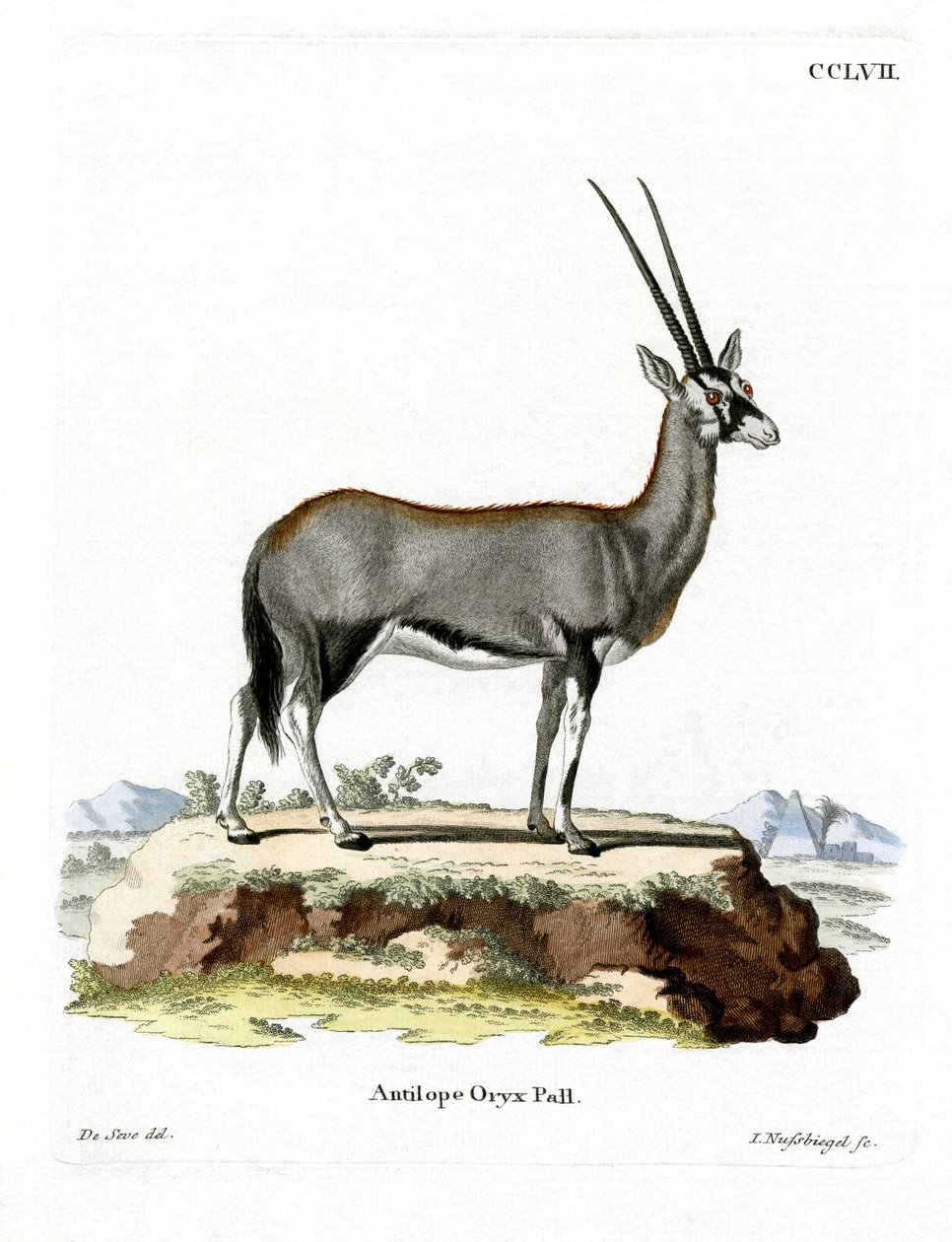 Arabian Oryx (färgad gravyr) av German School