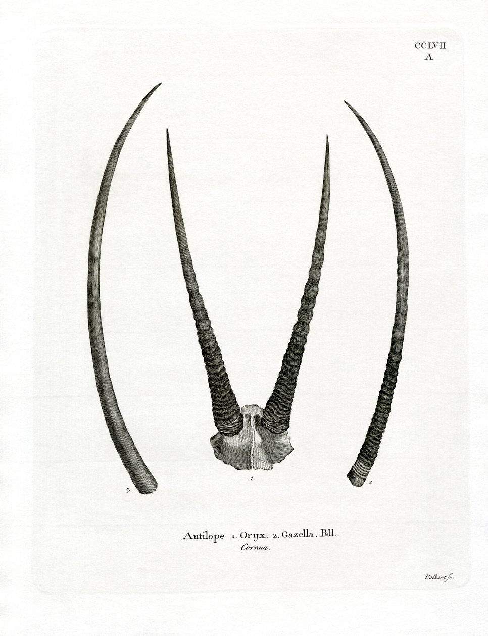 Arabiska Oryx-horn (färgad gravyr) av German School