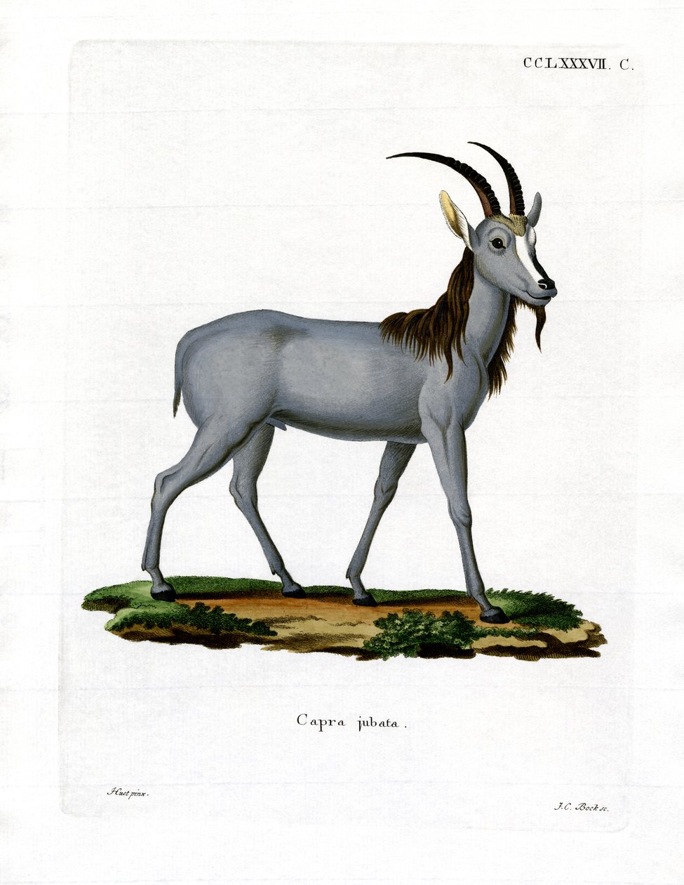 Argali (färgad gravyr) av German School