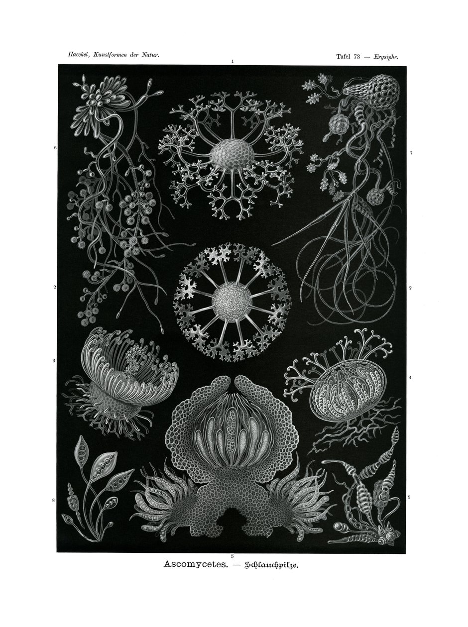 Ascomycetes, 1899-1904 av German School