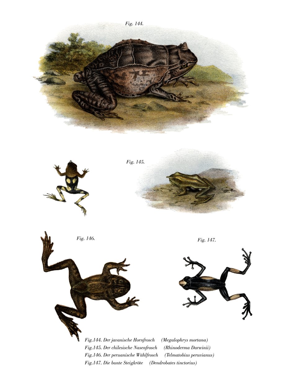 Asian Horned Frog (färg litho) av German School
