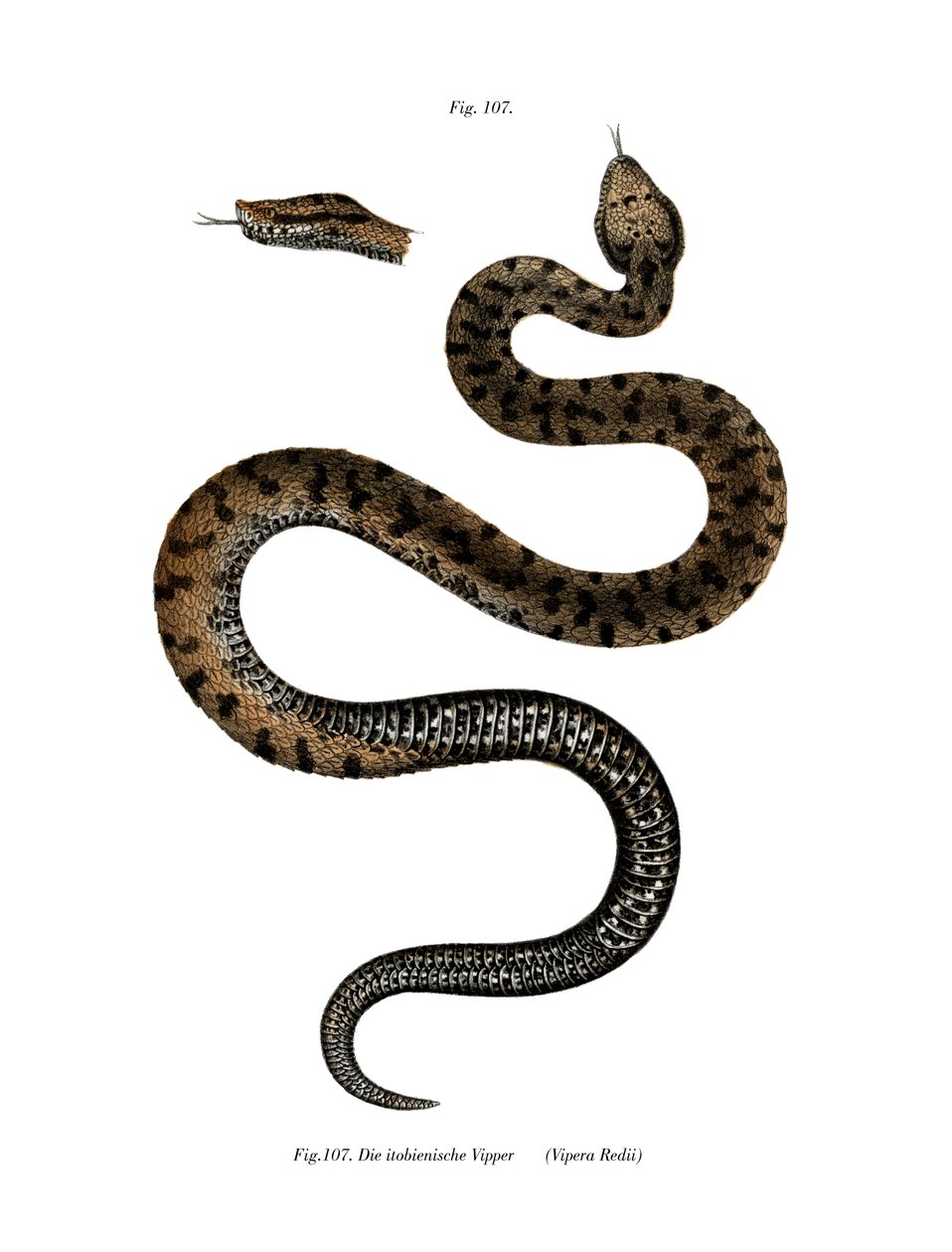 Asp Viper (färg litho) av German School