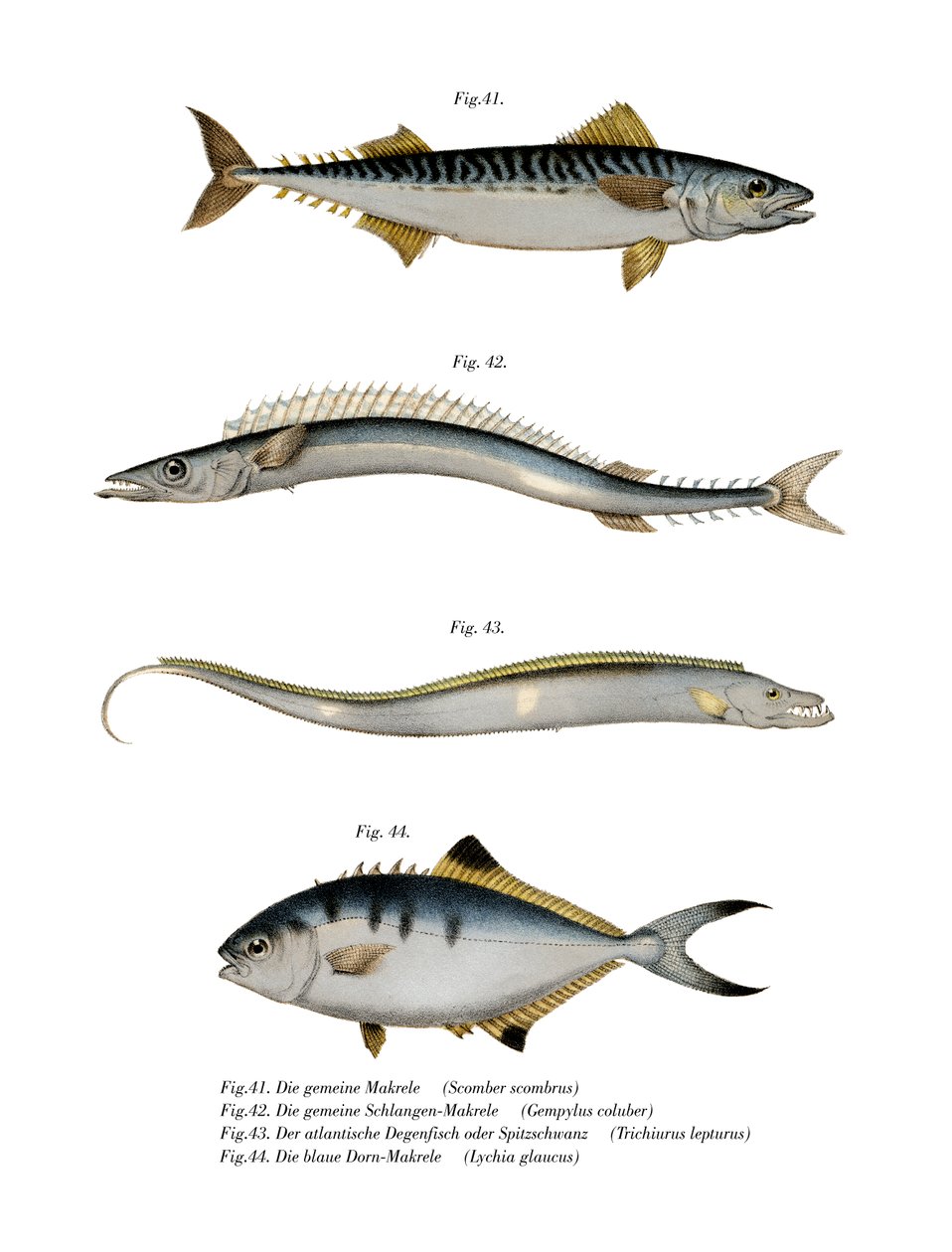 Atlantisk makrill (litho i färg) av German School