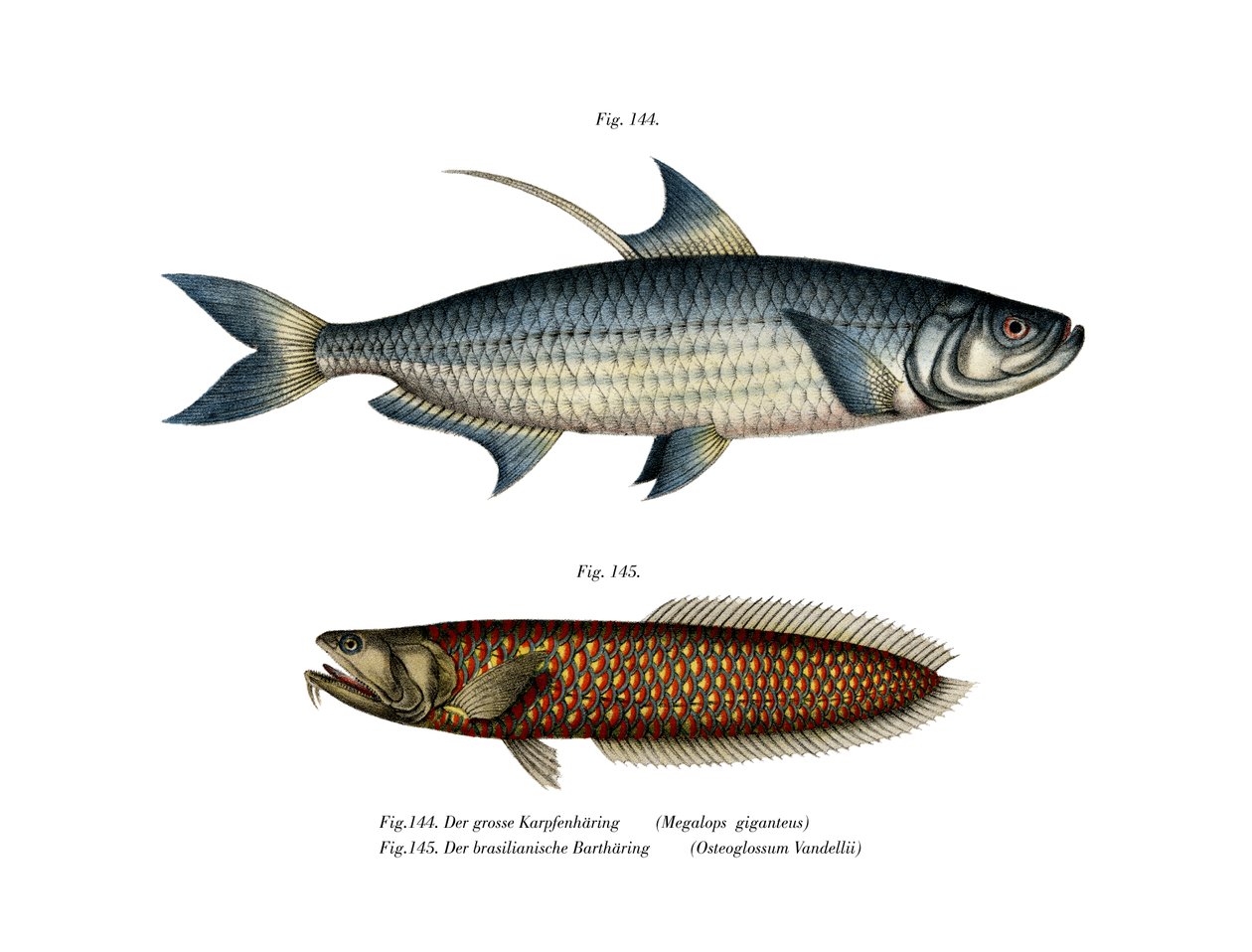 Atlantic Tarpon (färg litho) av German School