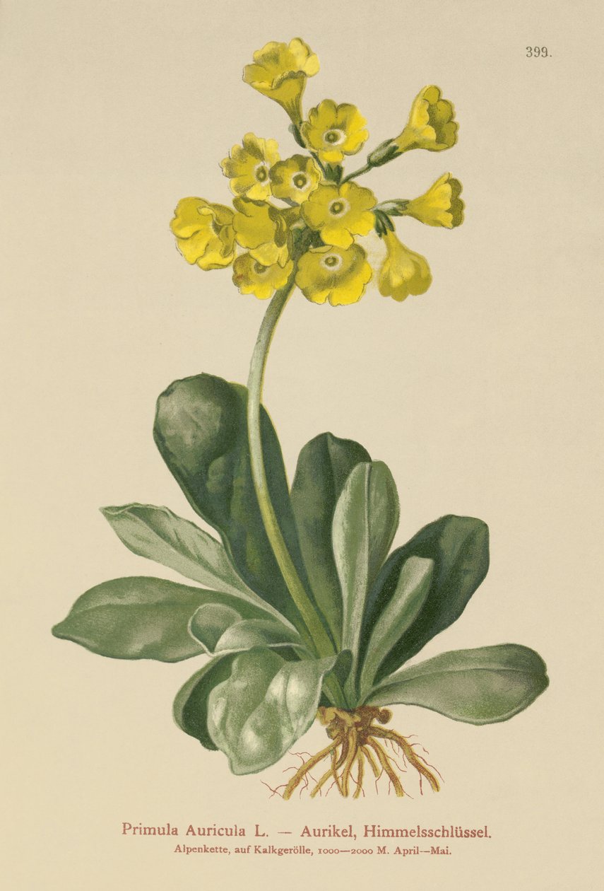 Öra (Primula Auricula) av German School