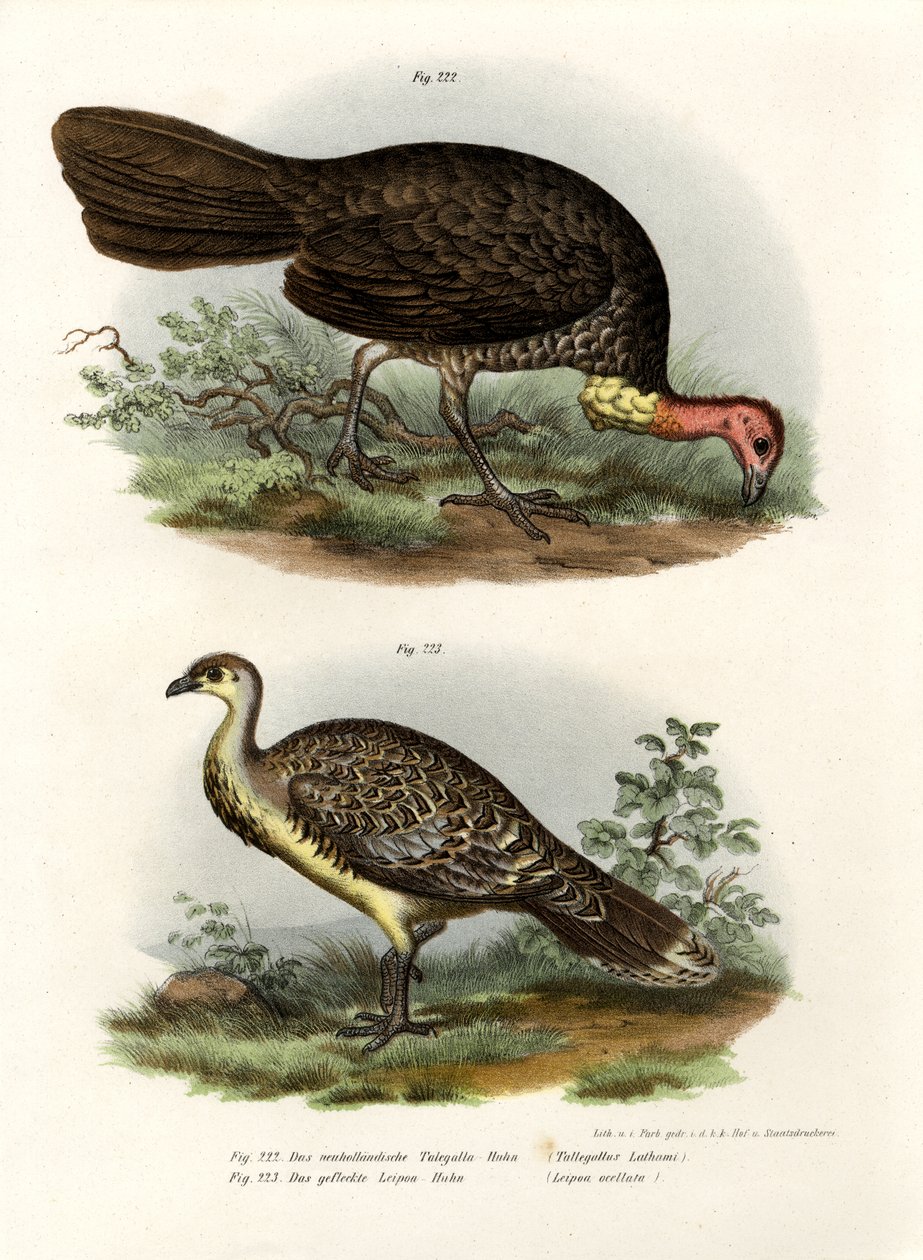 Australian Brush-Turkey, 1864 av German School