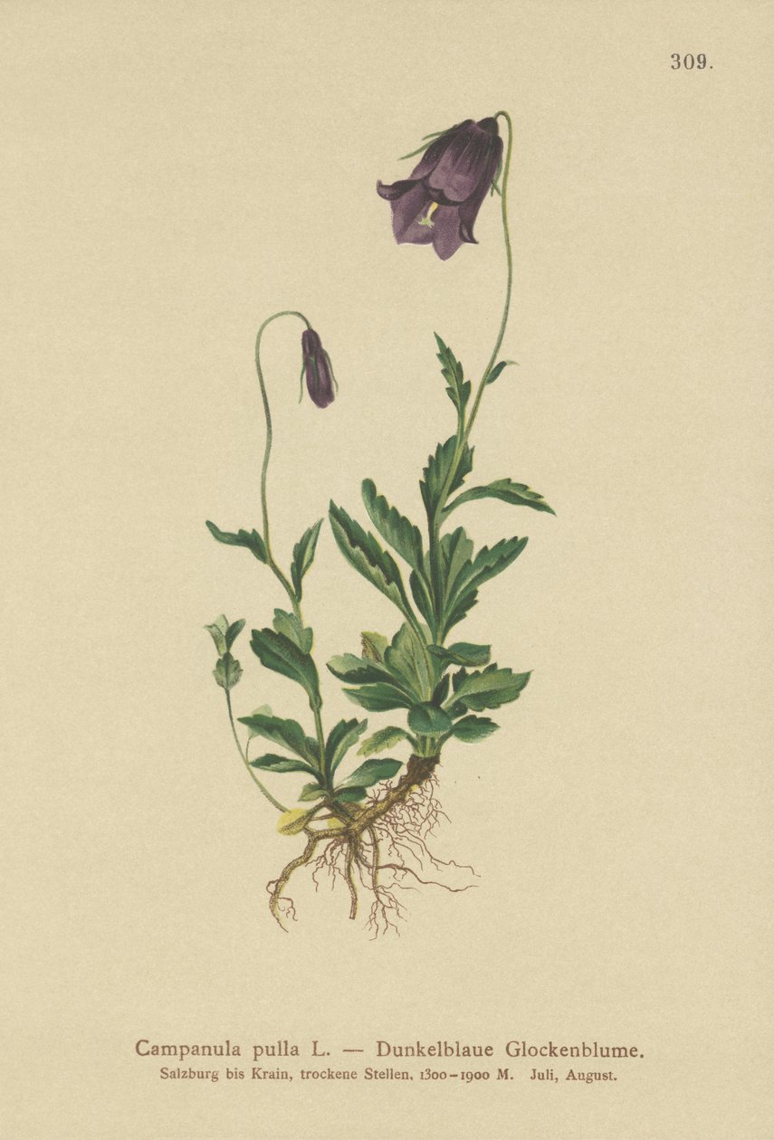 Österrikisk klockblomma (Campanula pulla) av German School