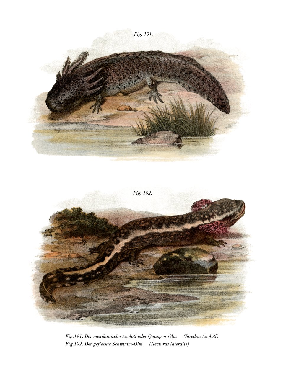Axolotl (färgmedlemmar) av German School