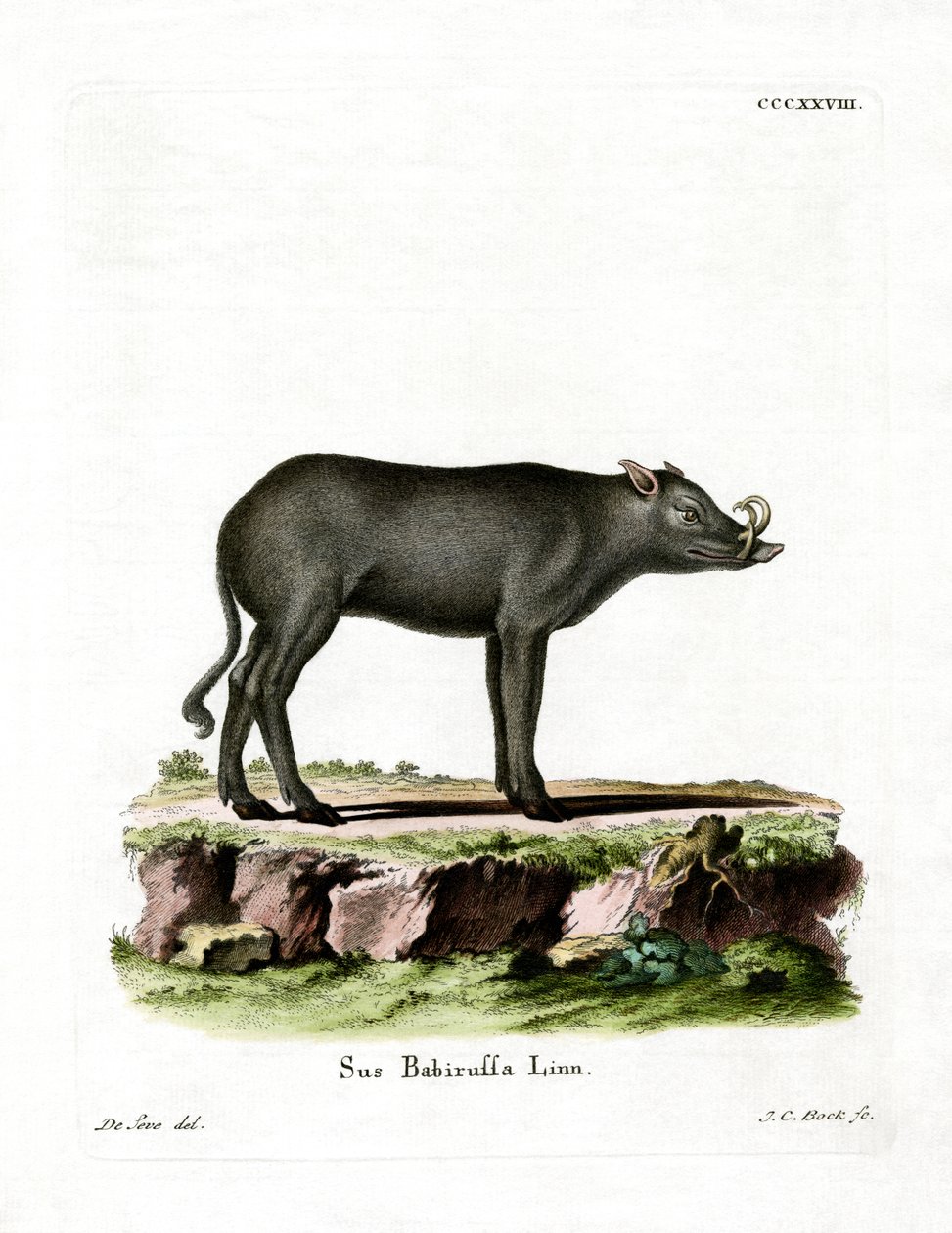 Babirusa (färgad gravyr) av German School