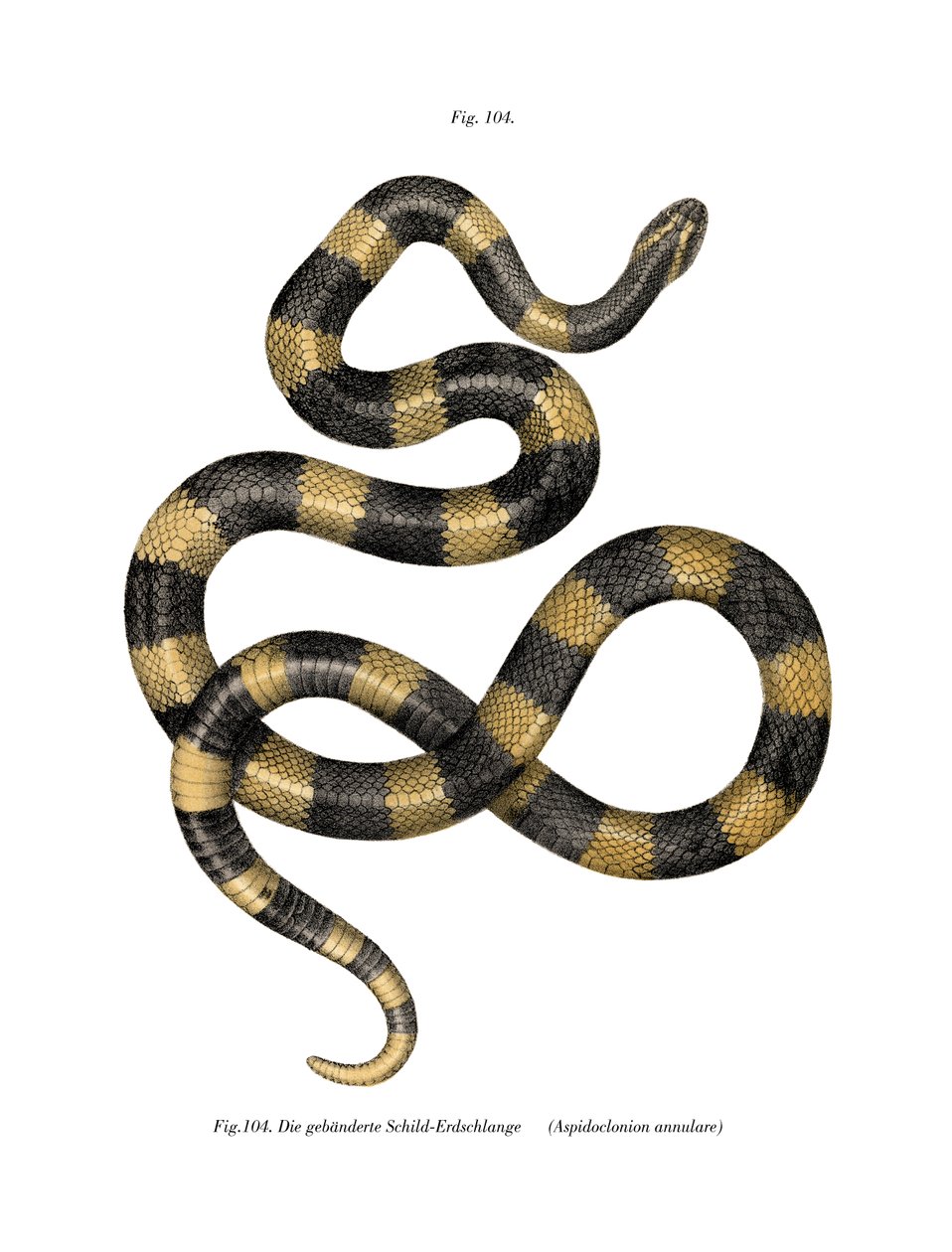 Banded Krait (färg litho) av German School