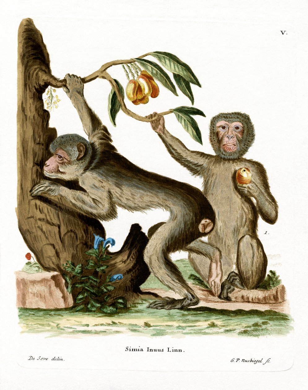 Barbary Ape (färgad gravyr) av German School