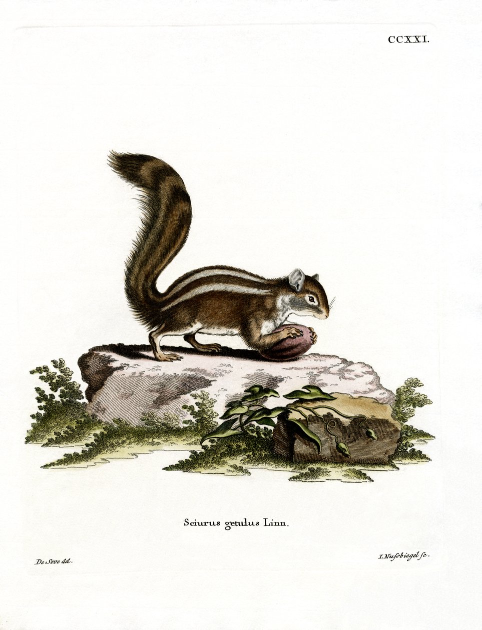 Barbary Ground Squirrel (färgad gravyr) av German School