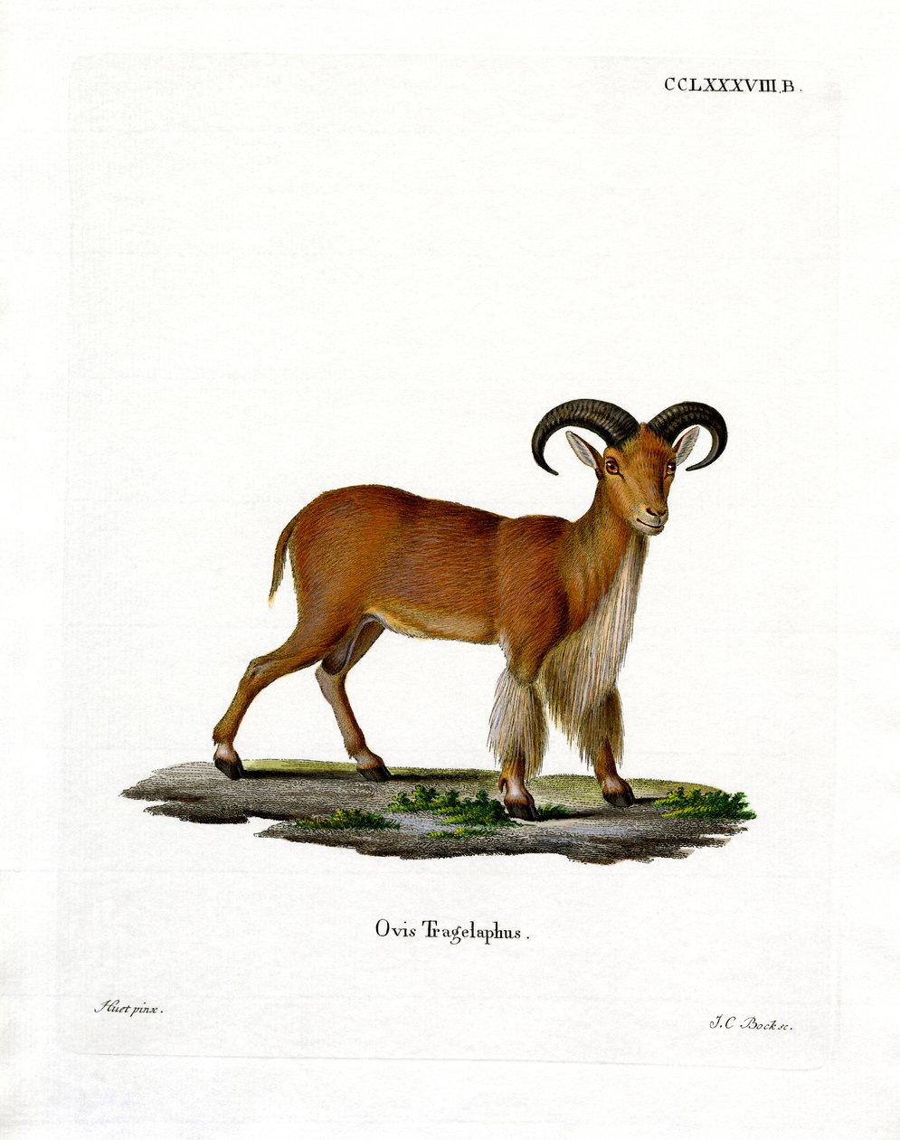 Barbary Sheep (färgad gravyr) av German School