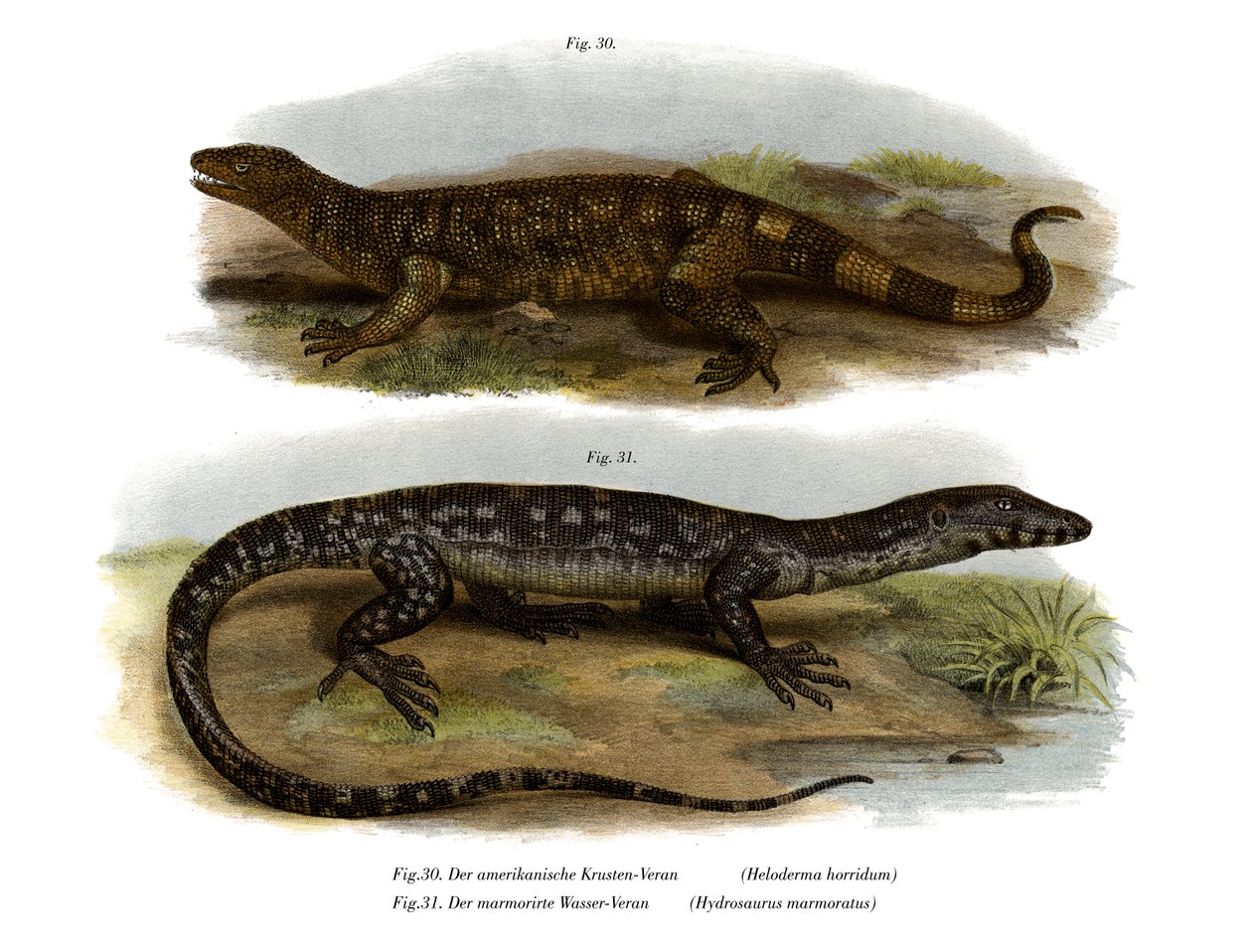 Beaded Lizard (färg litho) av German School