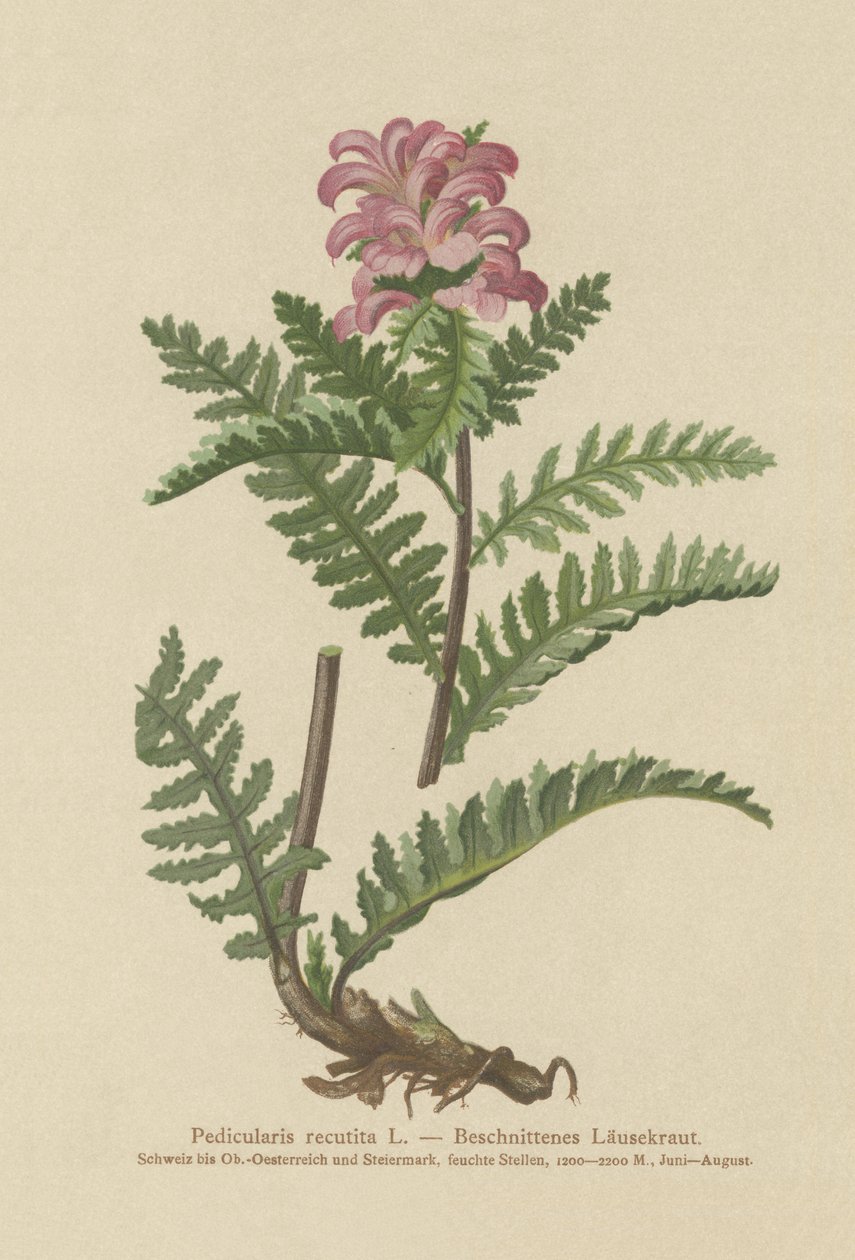 Röd lusört utan näbb (Pedicularis recutita) av German School
