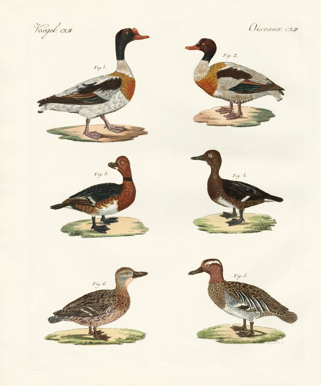 Vackra ankor (färgad gravyr) av German School