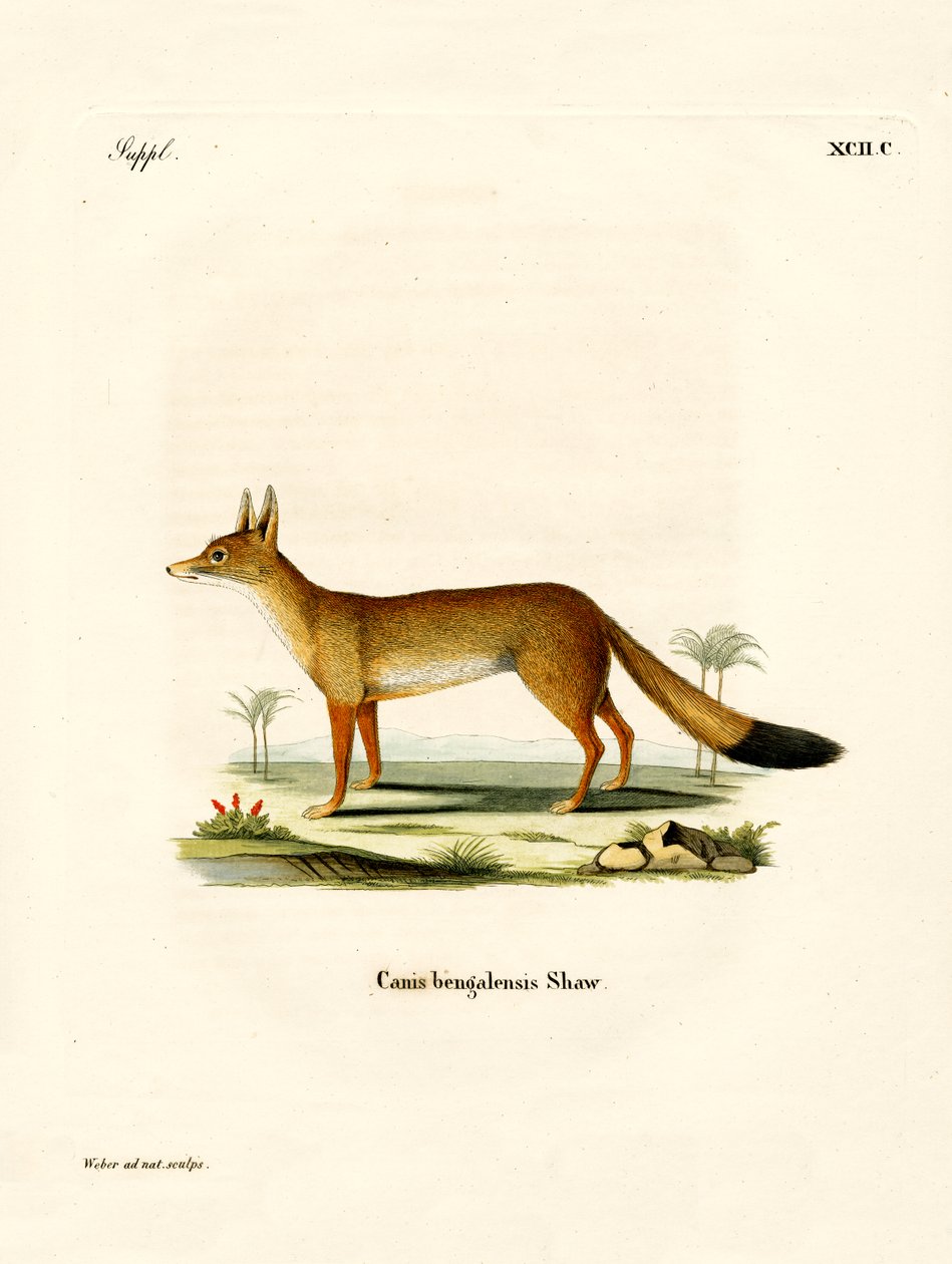 Bengal Fox (färgad gravyr) av German School