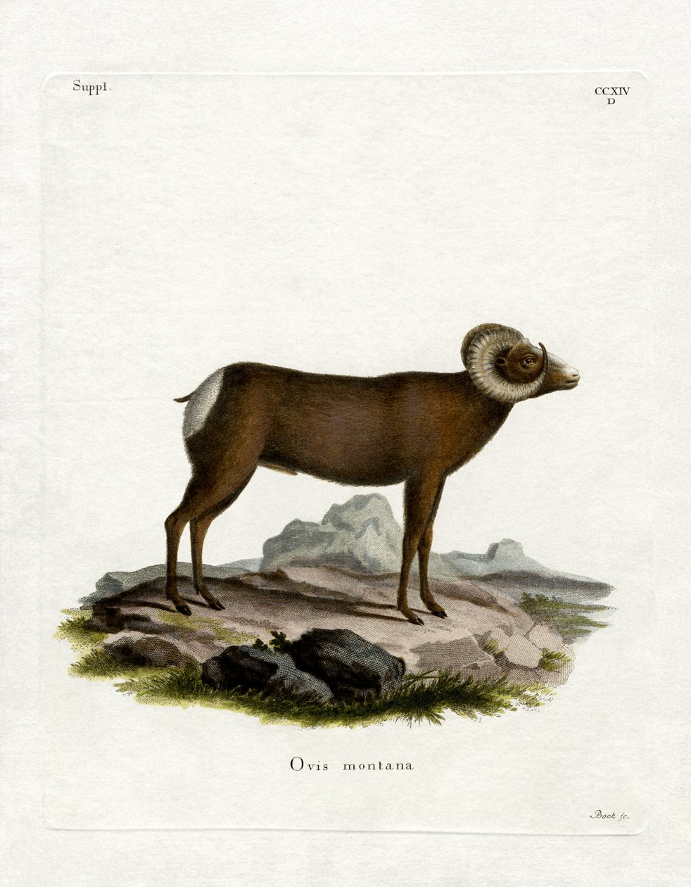 Bighorn Sheep (färgad gravyr) av German School