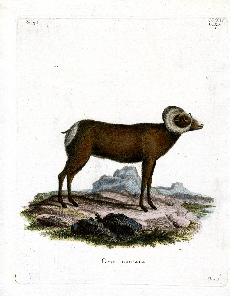 Bighorn Sheep (färgad gravyr) av German School