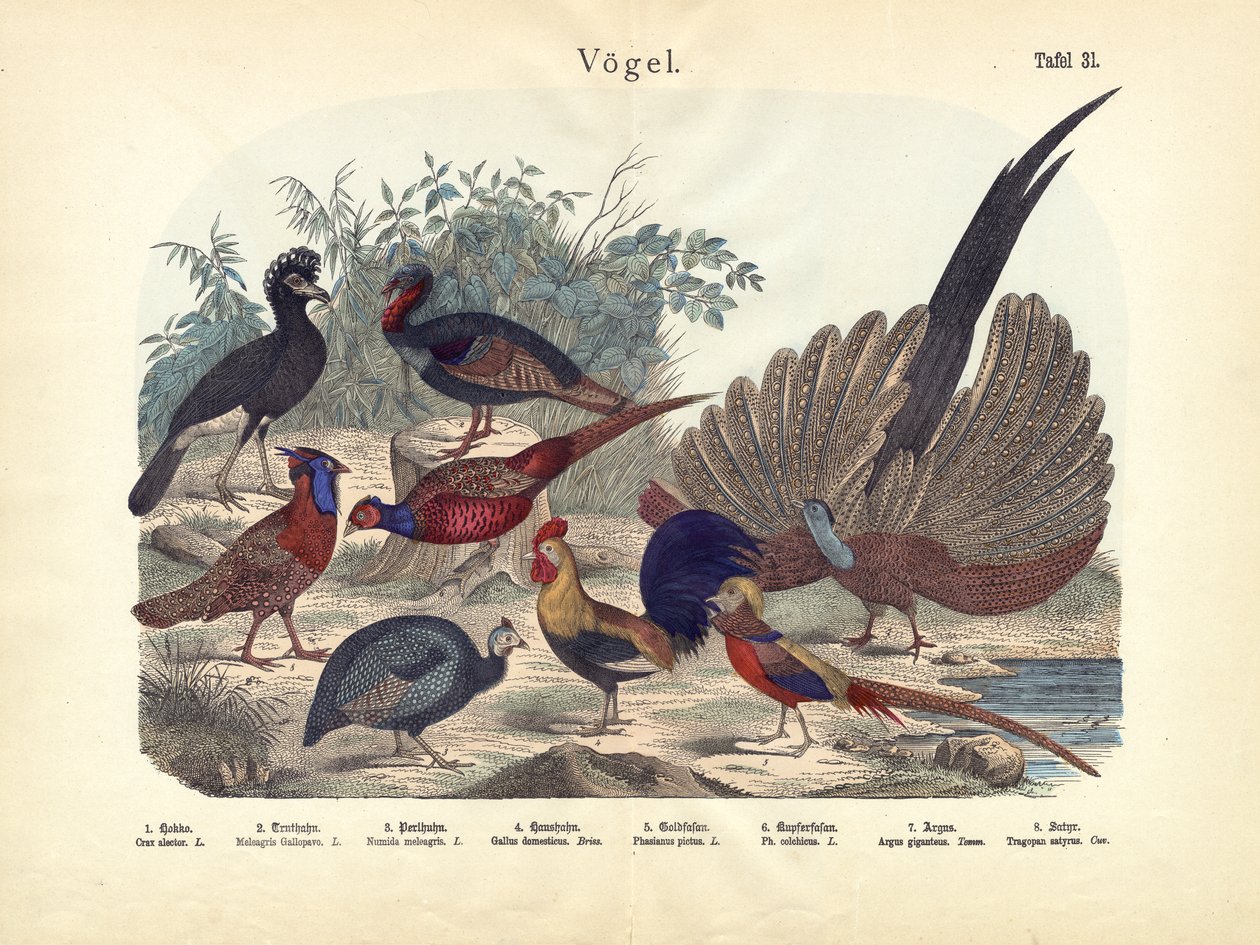 Fåglar, c.1860 av German School